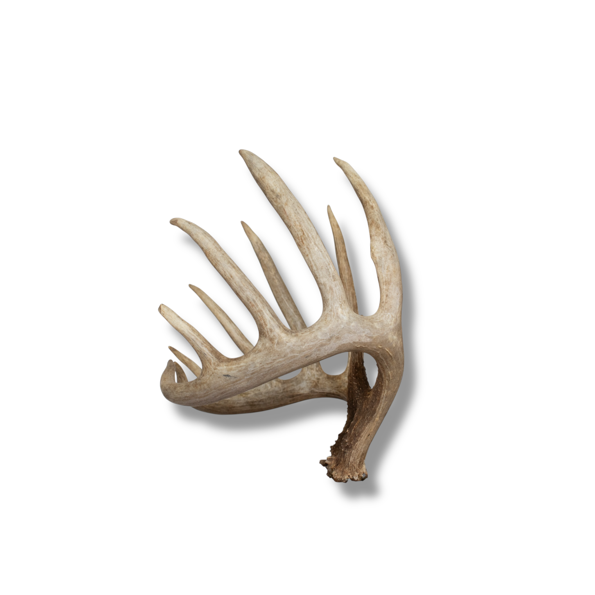 Whitetail Deer Large | Made-to-Order | 41