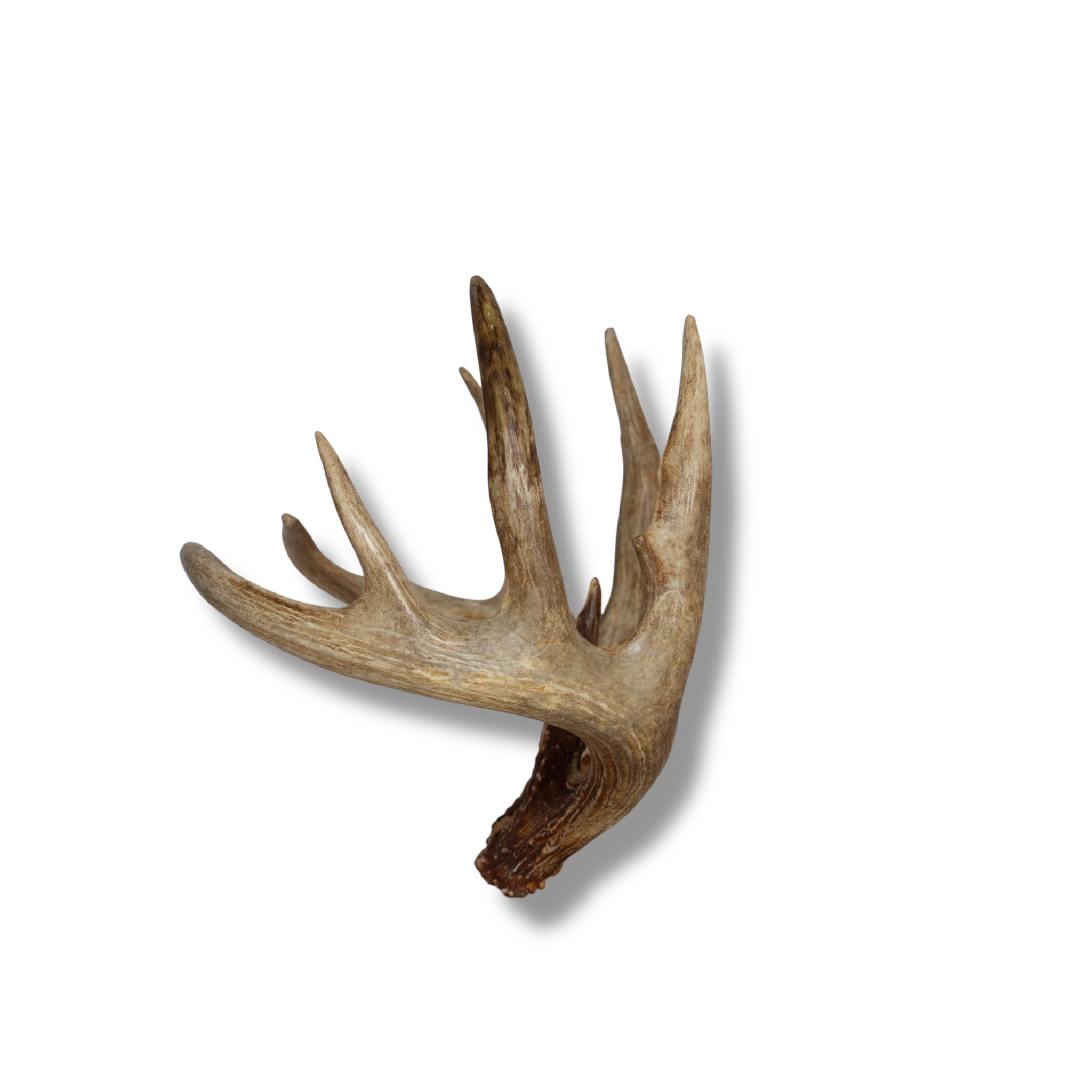 Whitetail Deer Large | Made-to-Order | 24