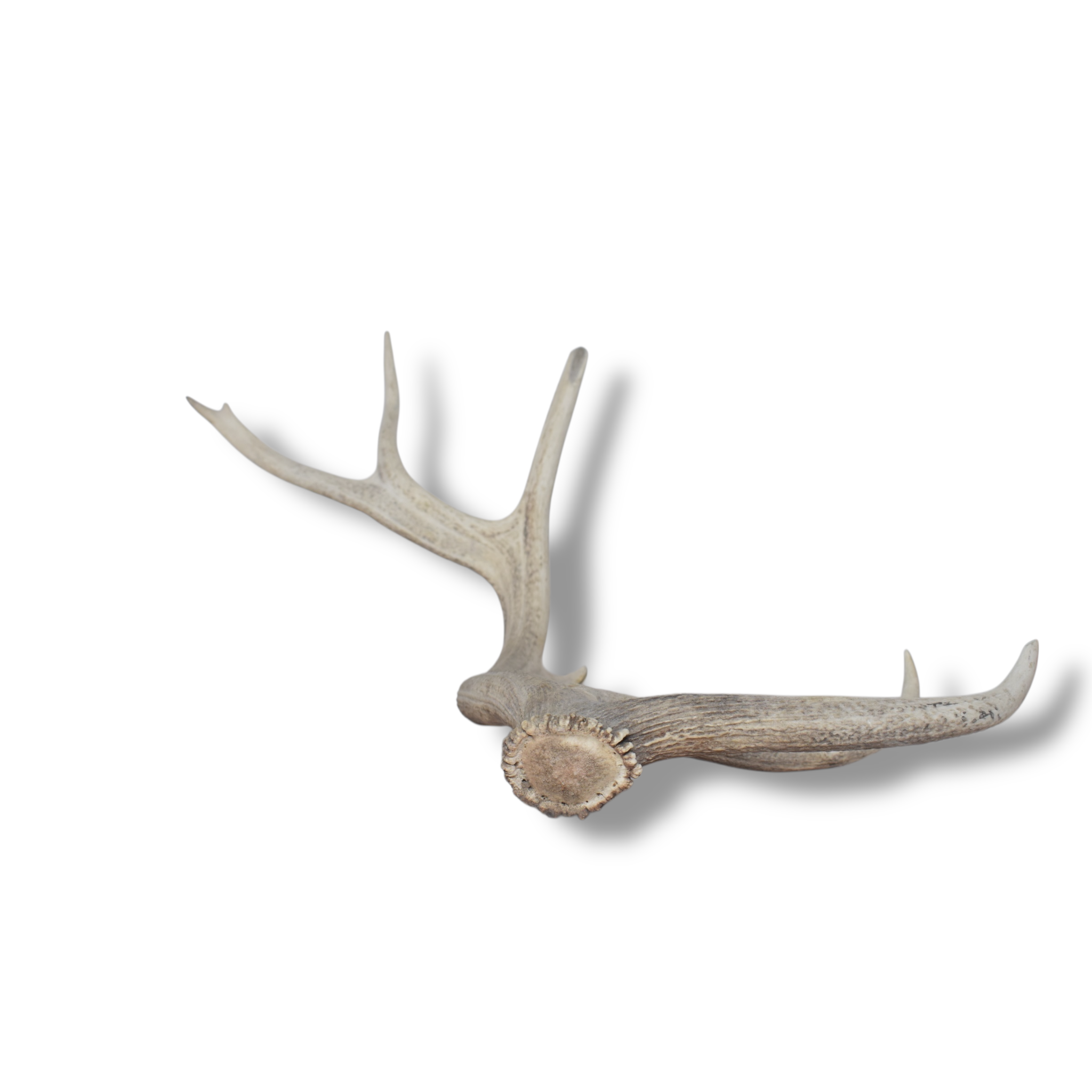 Elk Antler | Extra-Large Size | 115