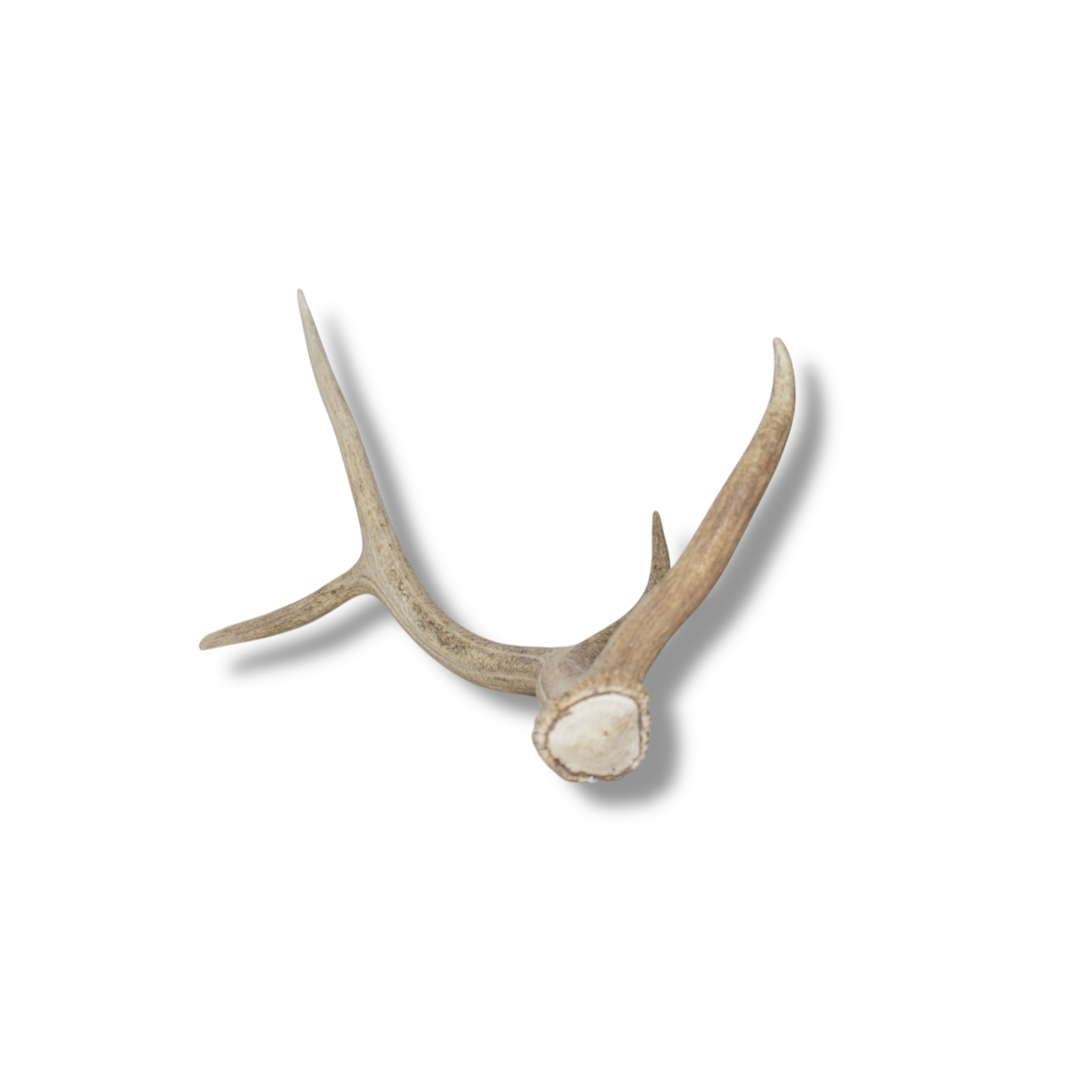Elk Antler | Medium Size | 107