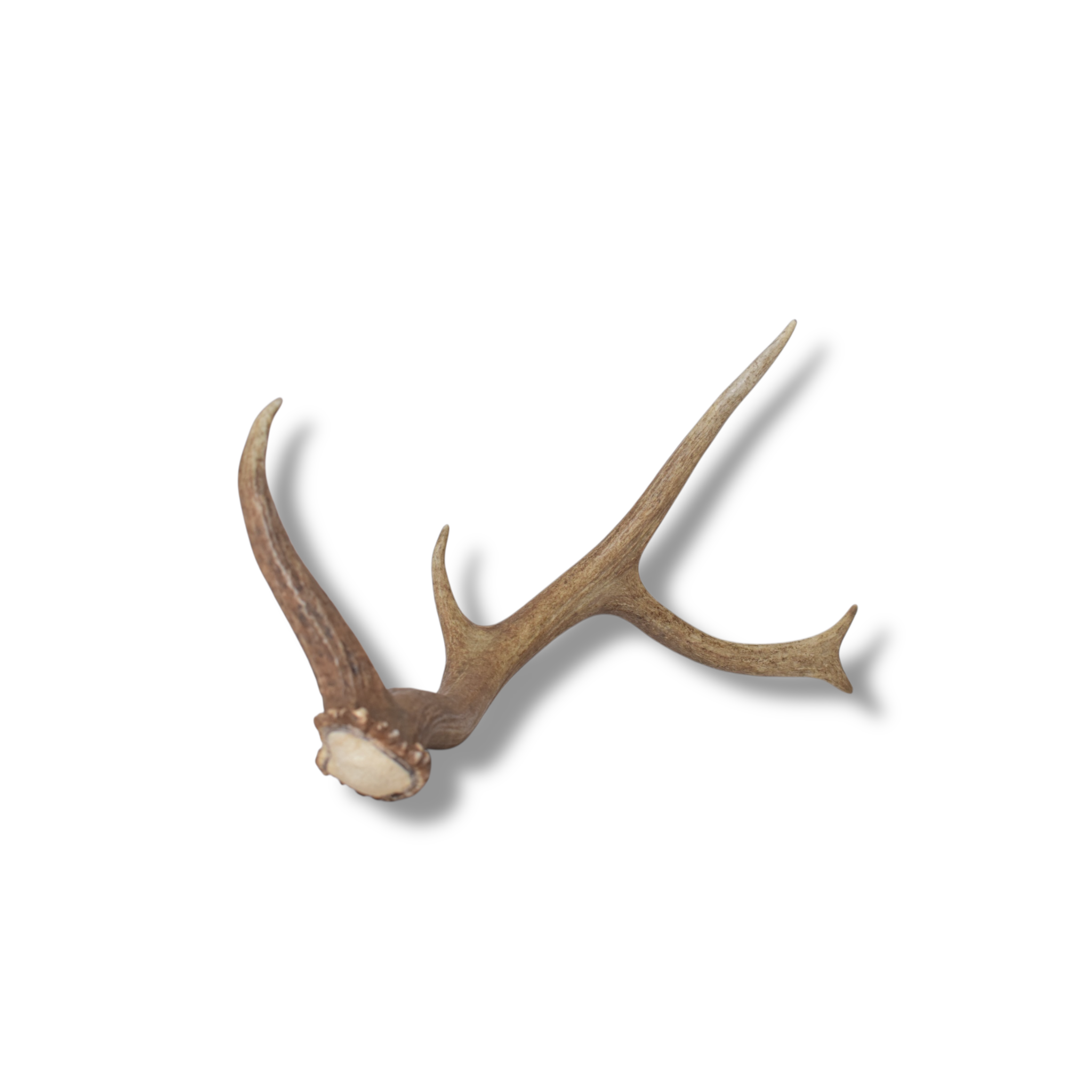 Elk Antler | Small Size | 101