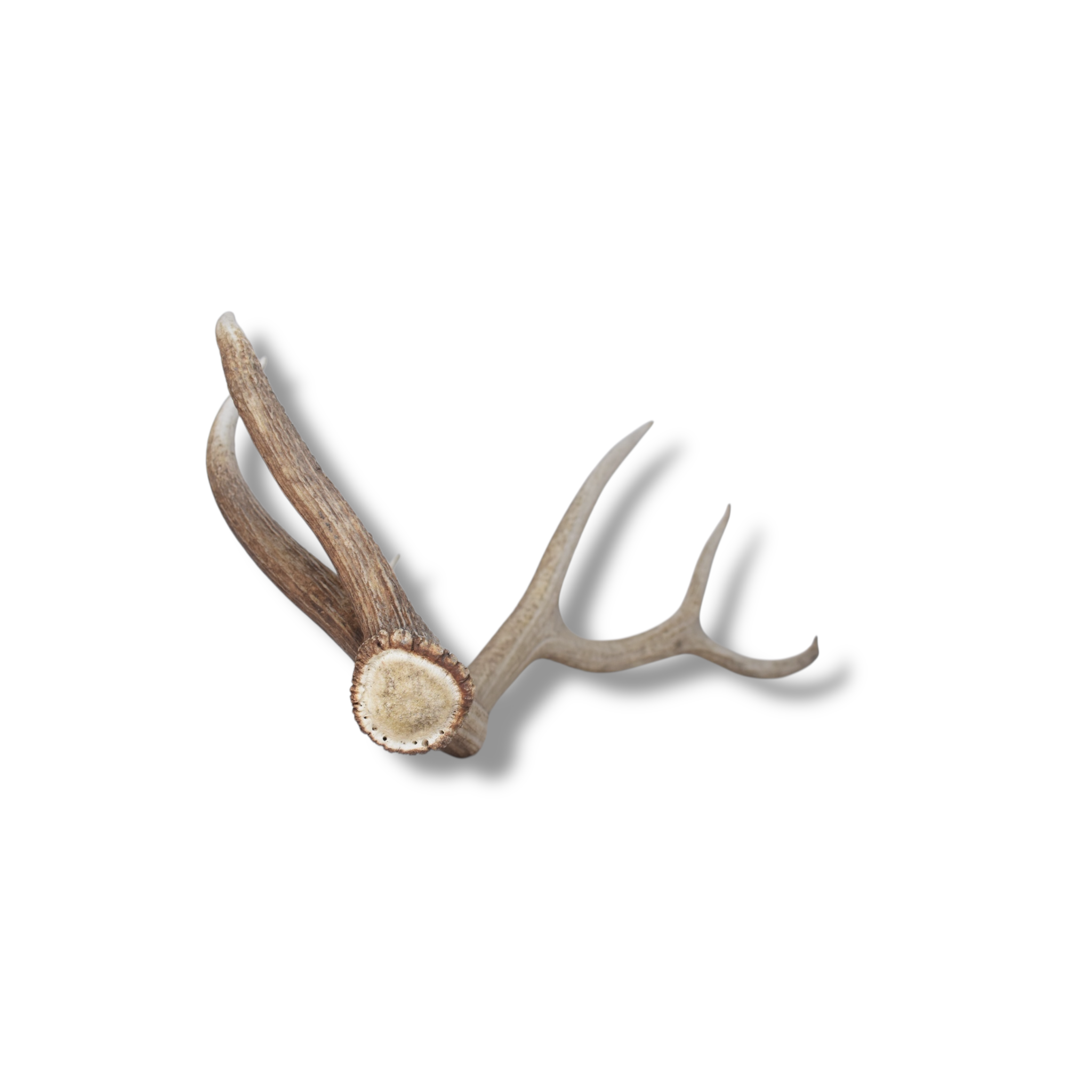 Elk Antler | Medium Size | 103