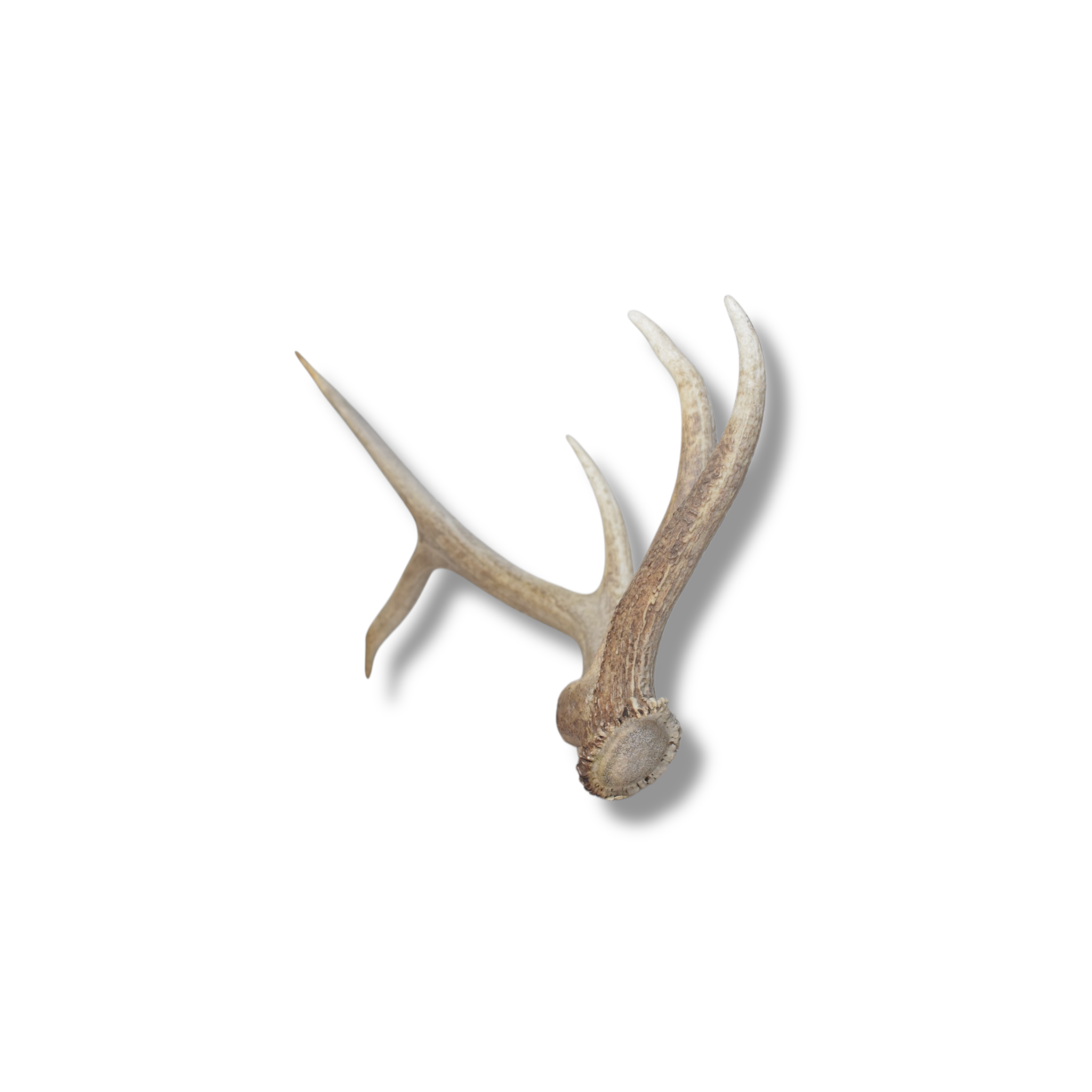 Elk Antler | Small Size | 114
