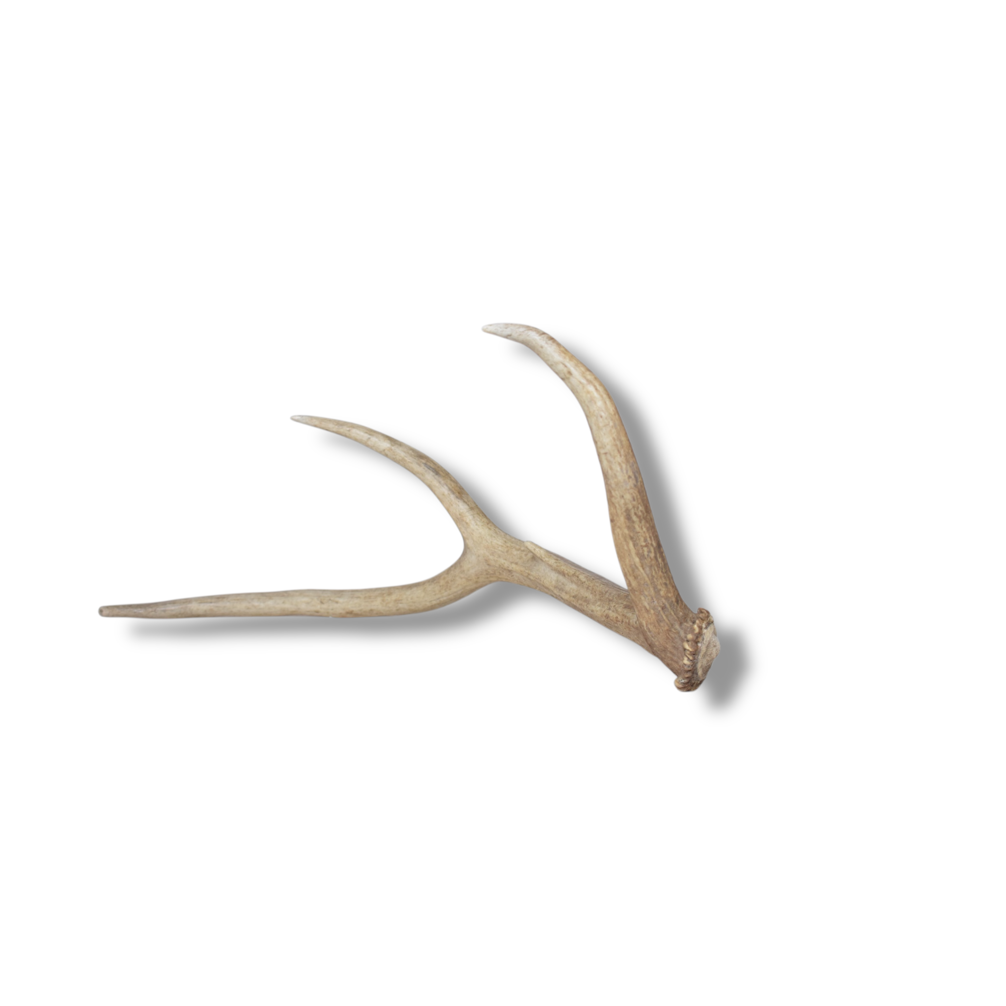 Elk Antler | Small Size | 104