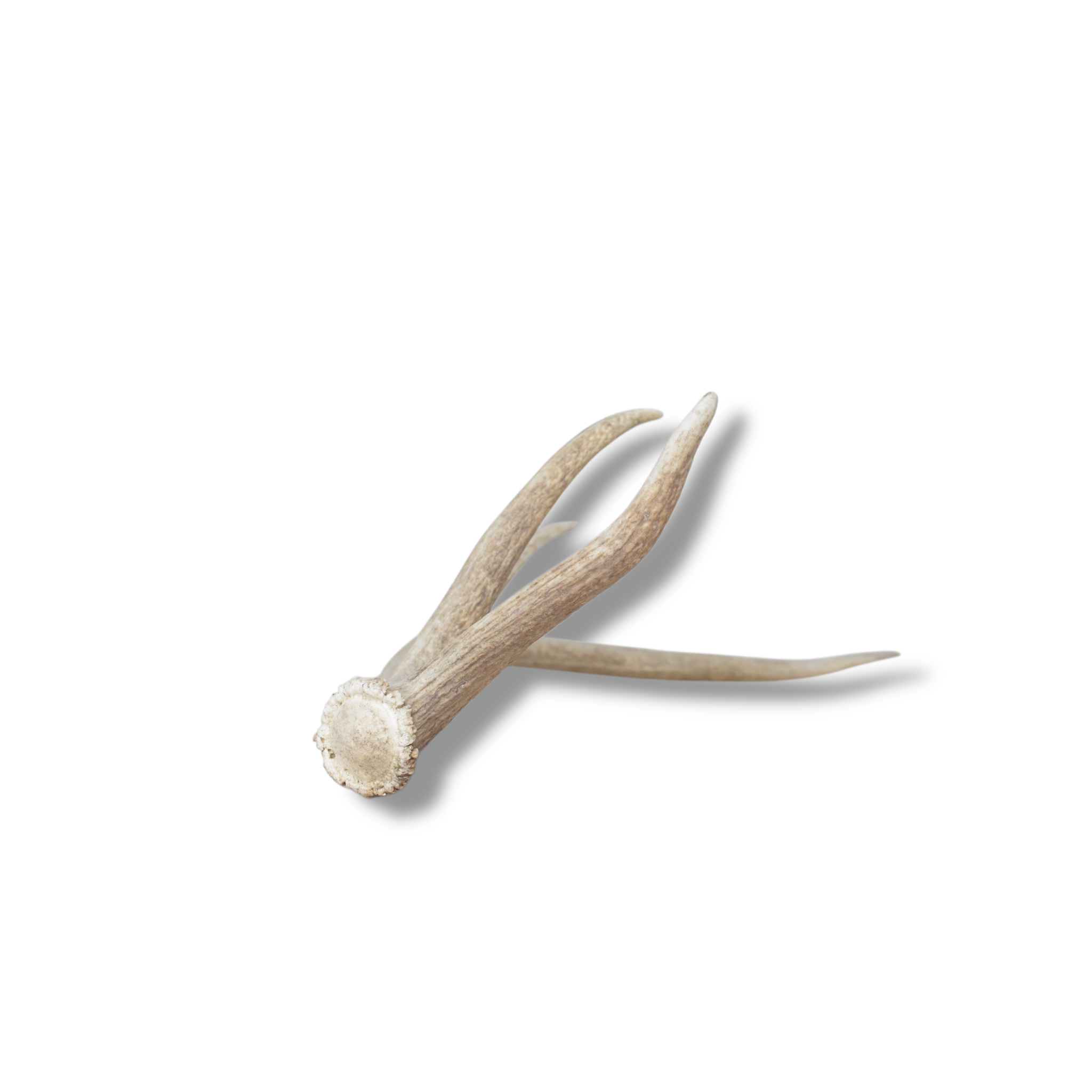 Elk Antler | Small Size | 112