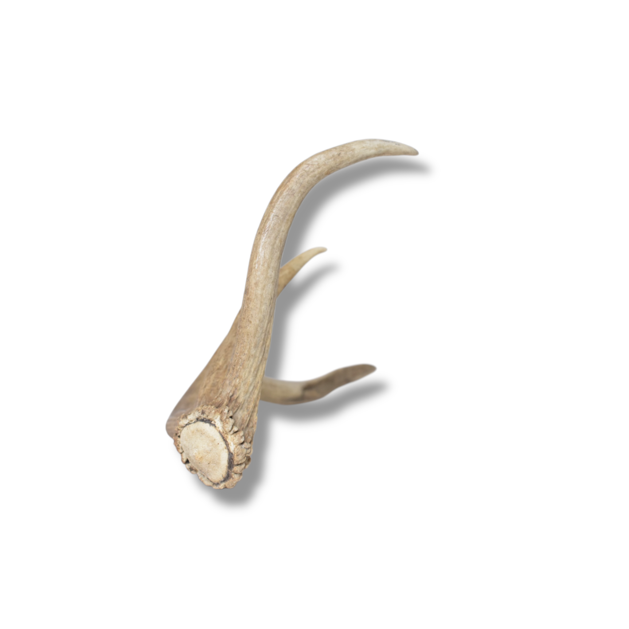 Elk Antler | Small Size | 117