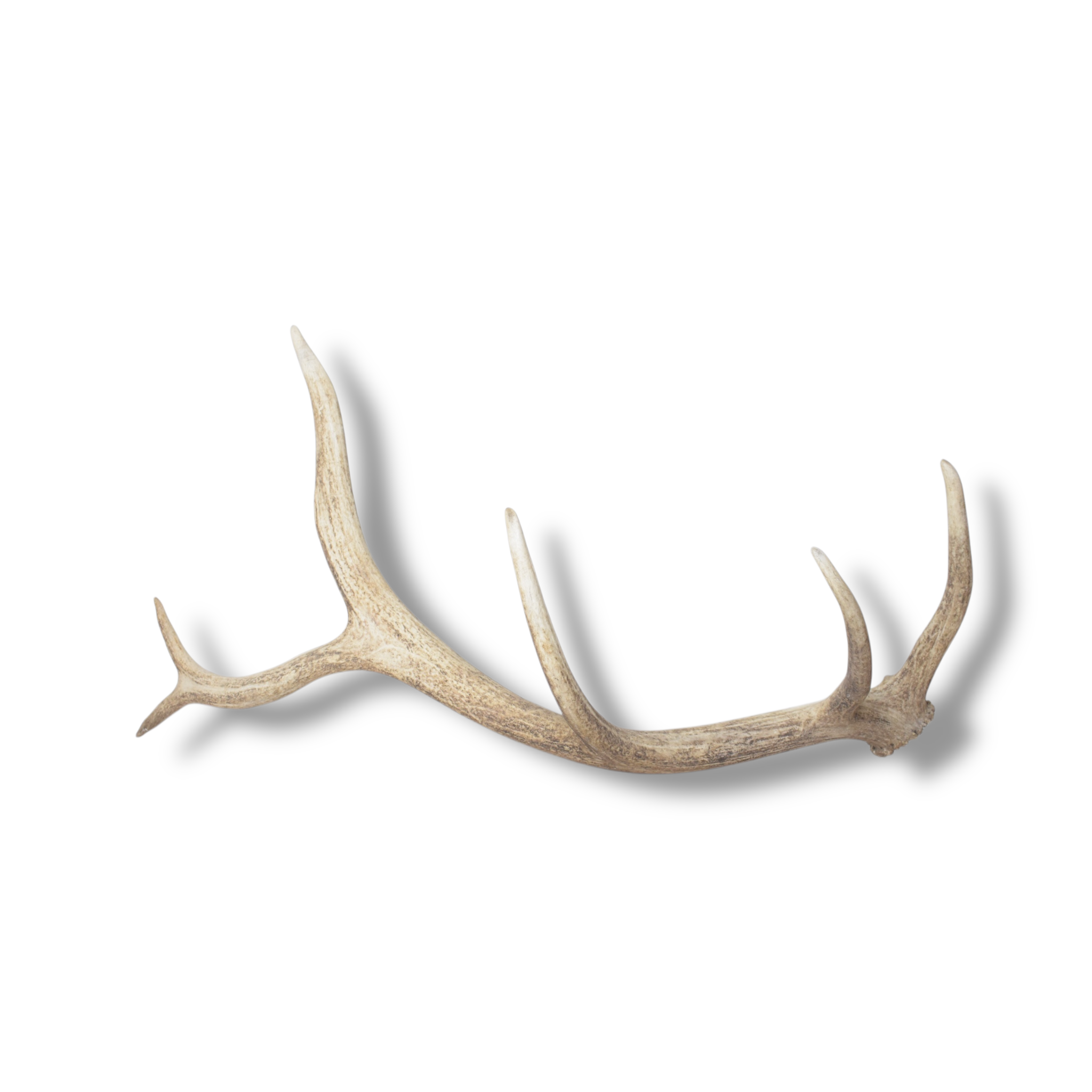Elk Antler | Medium Size | 119