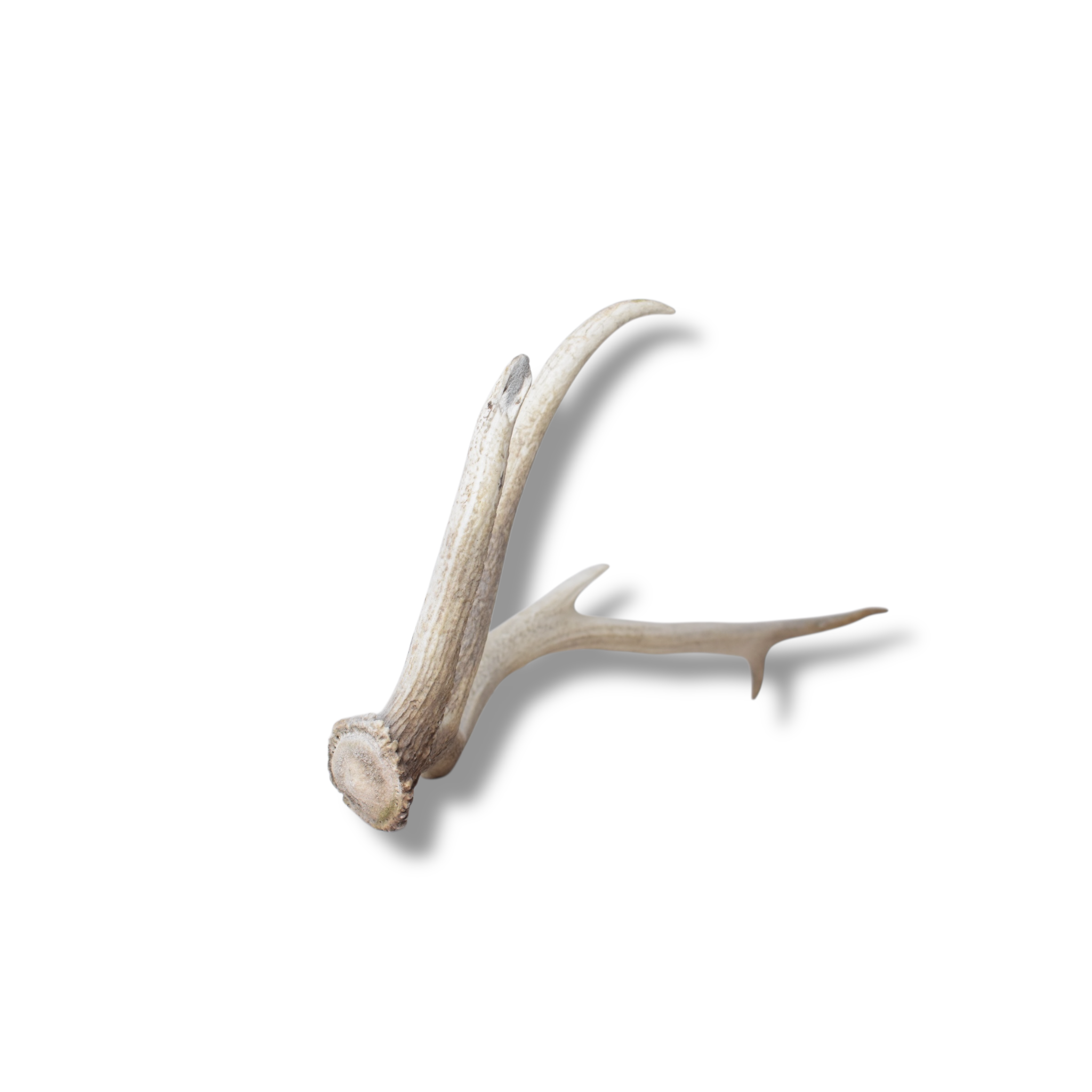 Elk Antler | Medium Size | 110