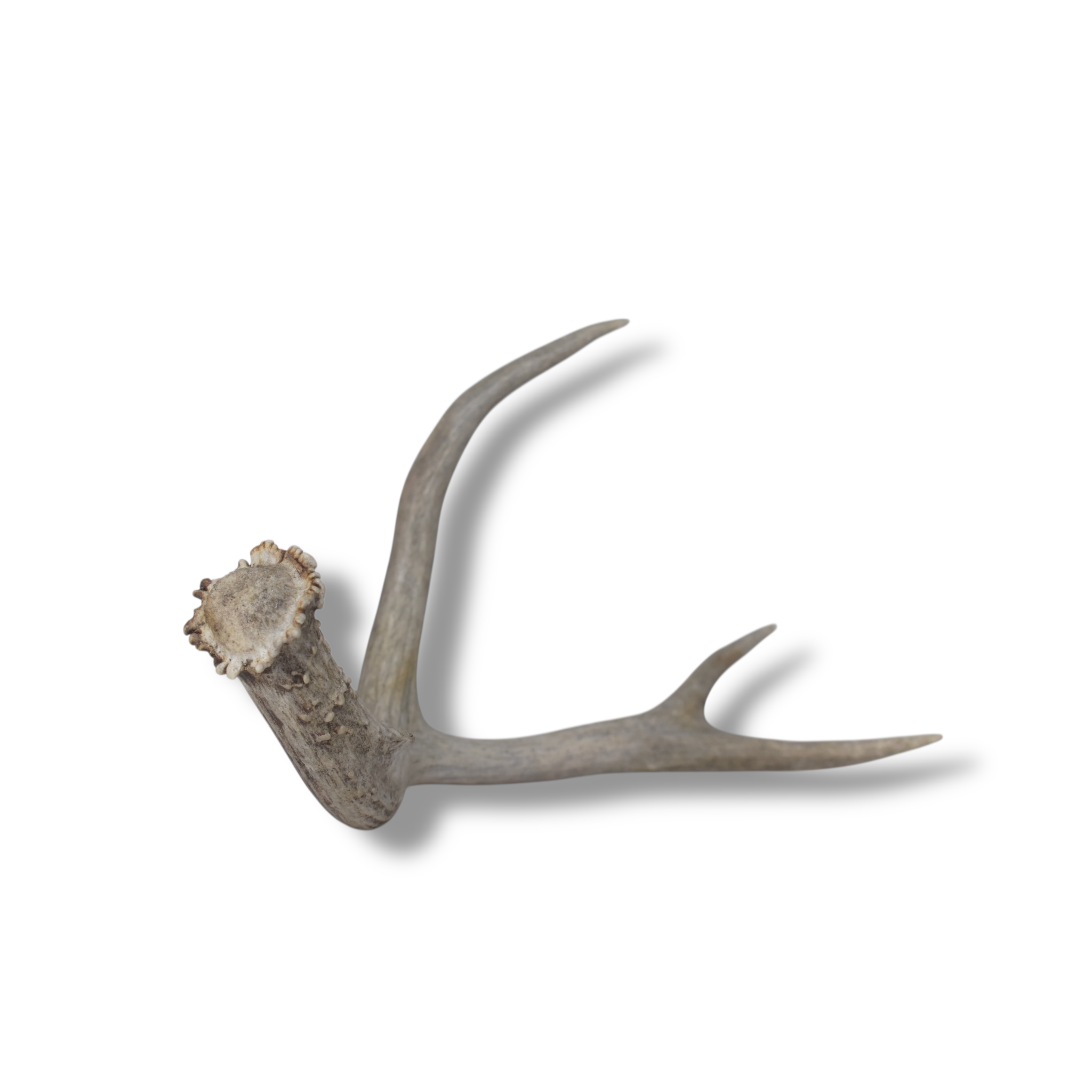 Mule Deer Antler | Medium Size | 59