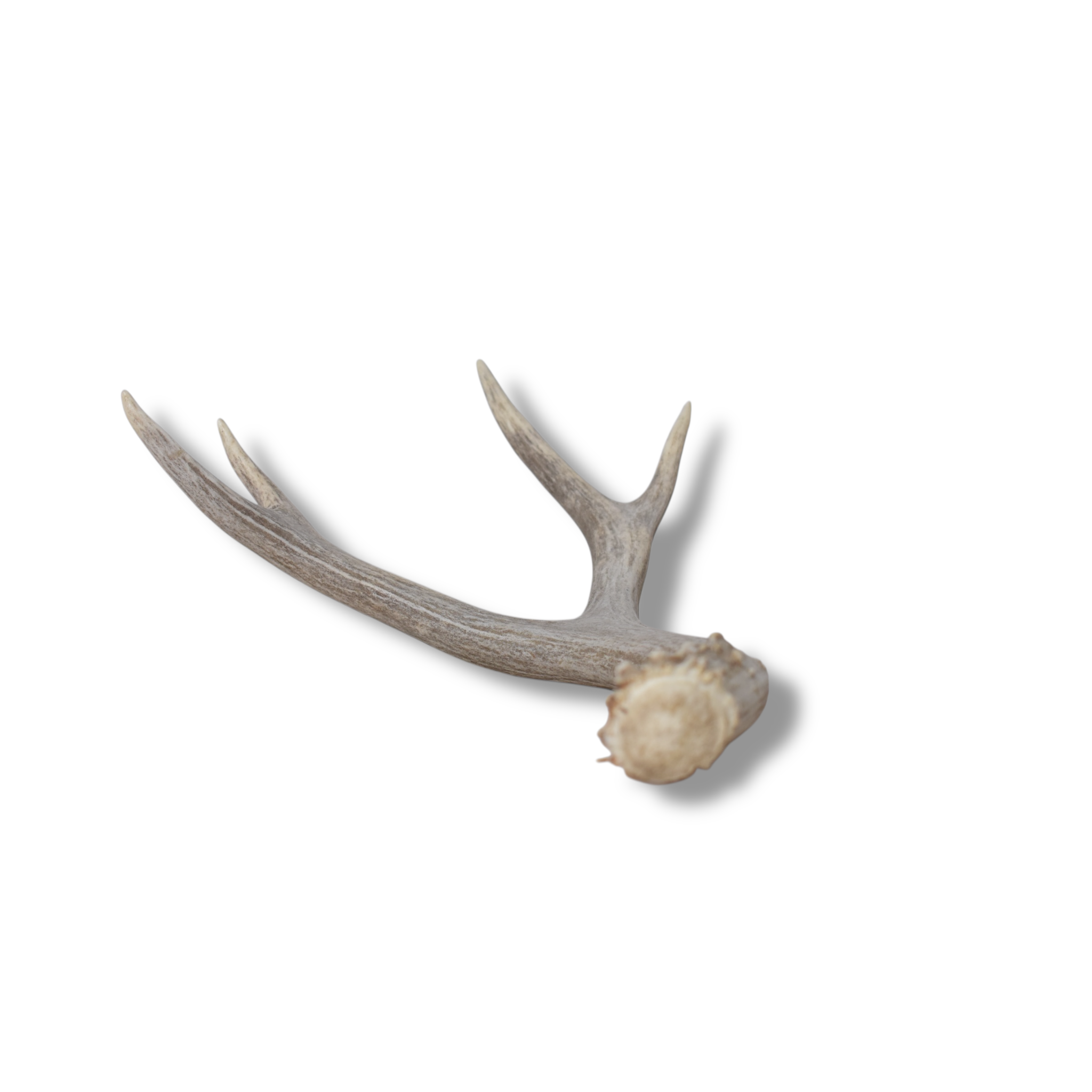 Mule Deer Antler | Medium Size | 58