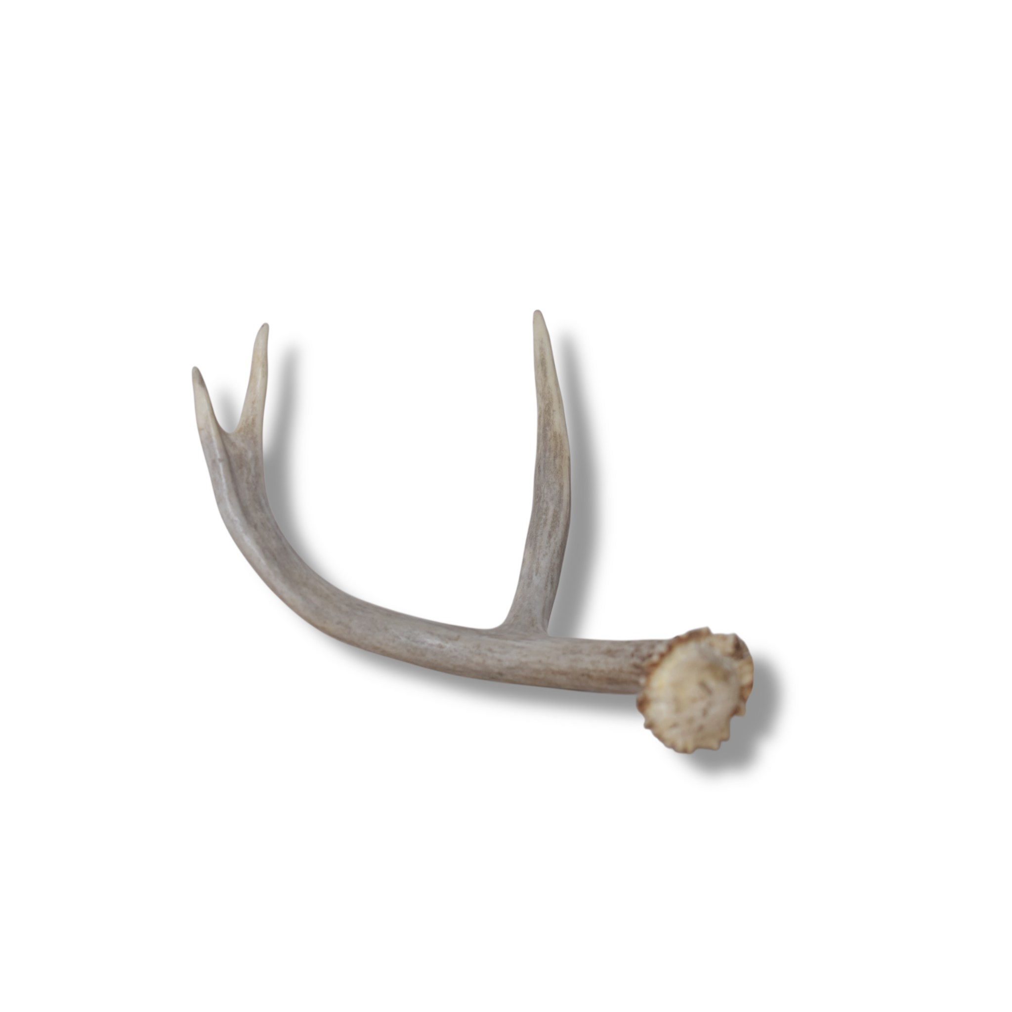 Mule Deer Antler | Medium Size | 62