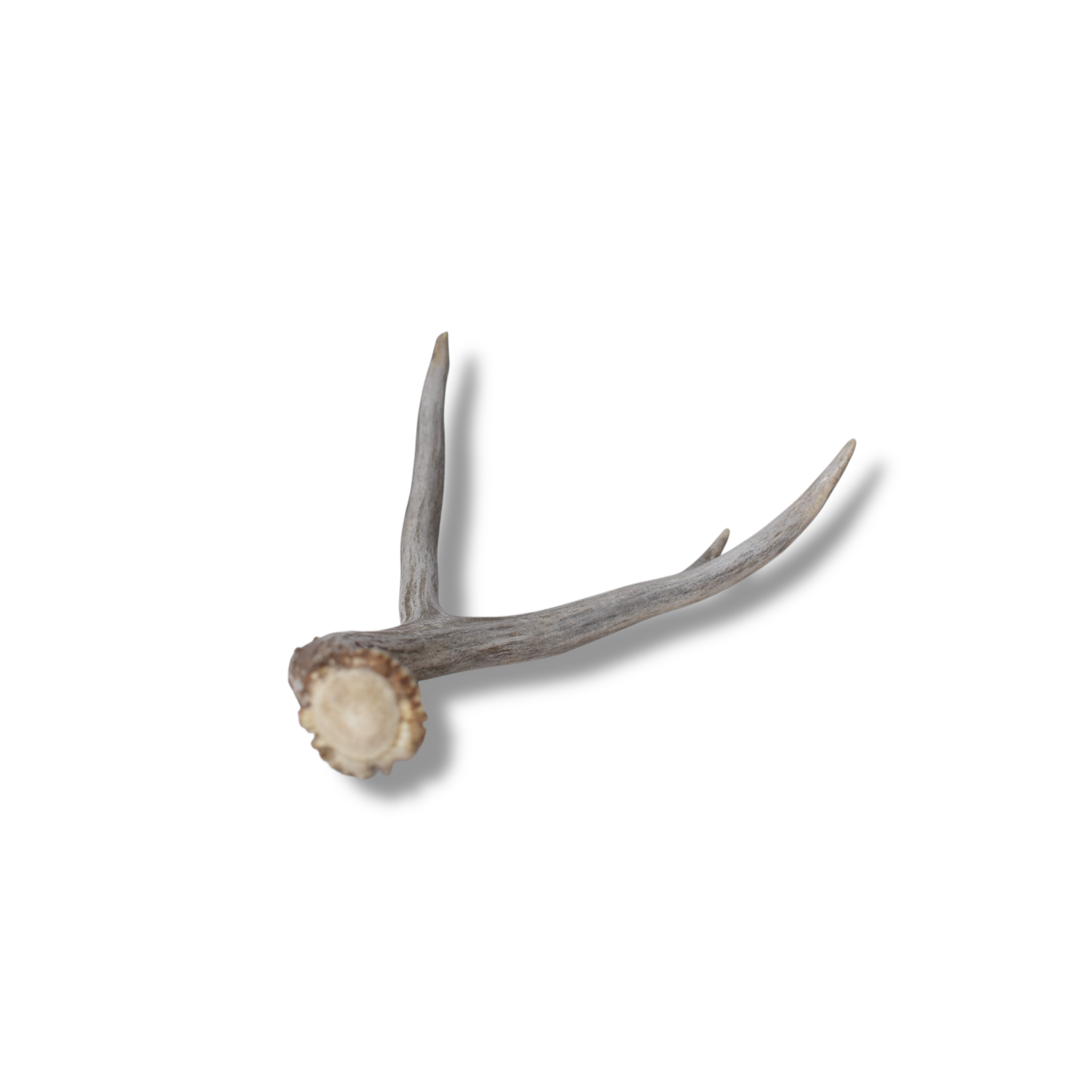 Mule Deer Antler | Medium Size | 60