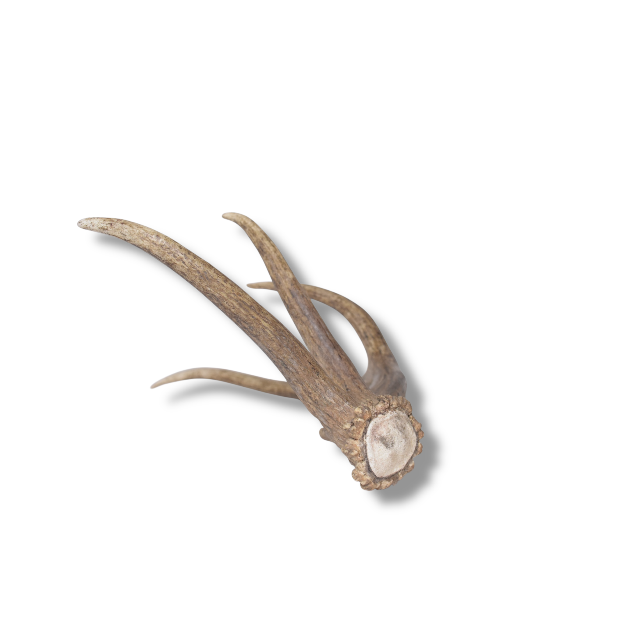 Elk Antler | Small Size | 141