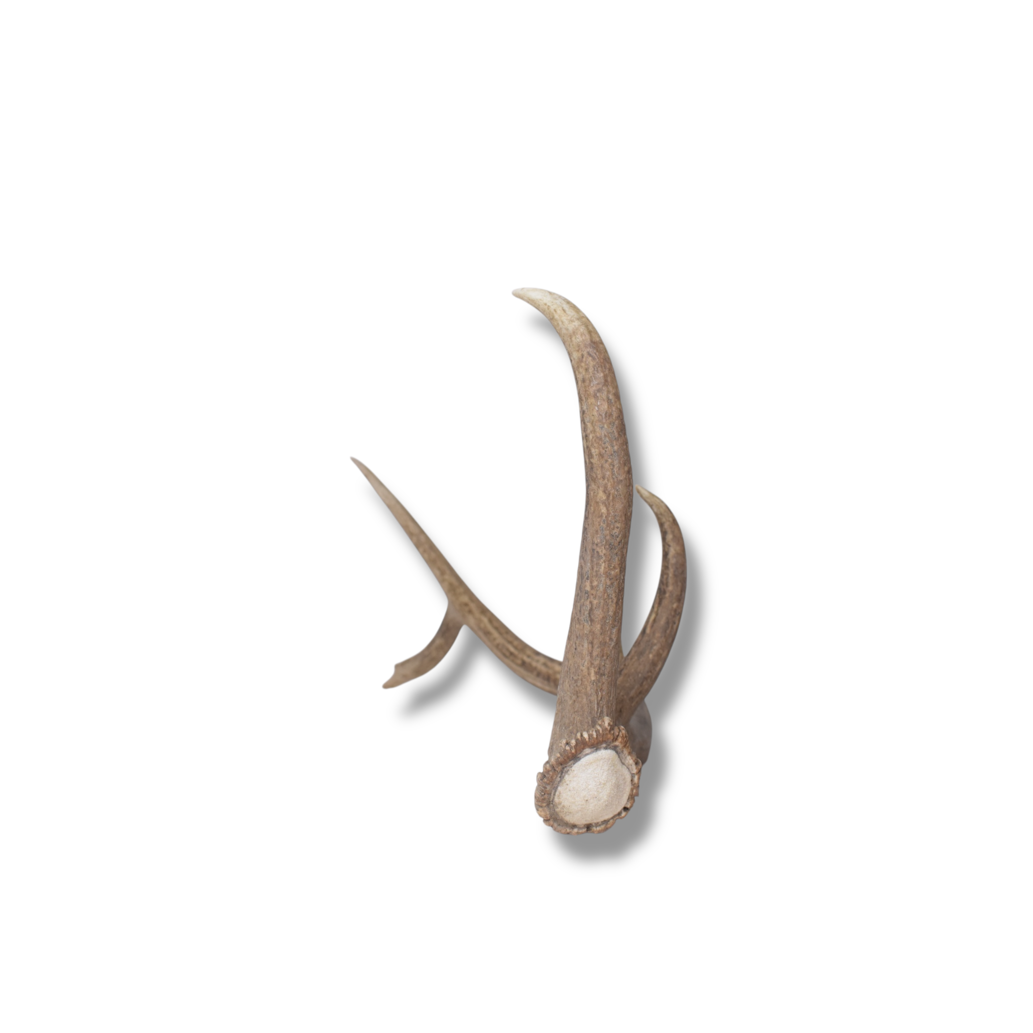 Elk Antler | Medium Size | 142