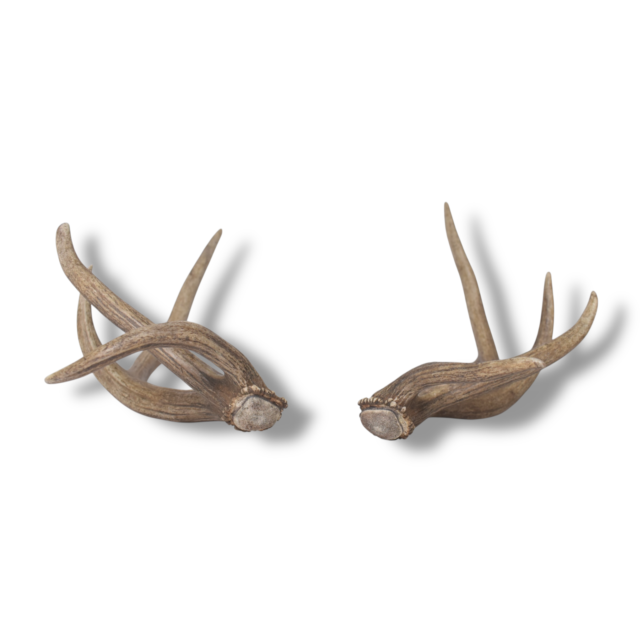Elk Antler Set | Small | 136