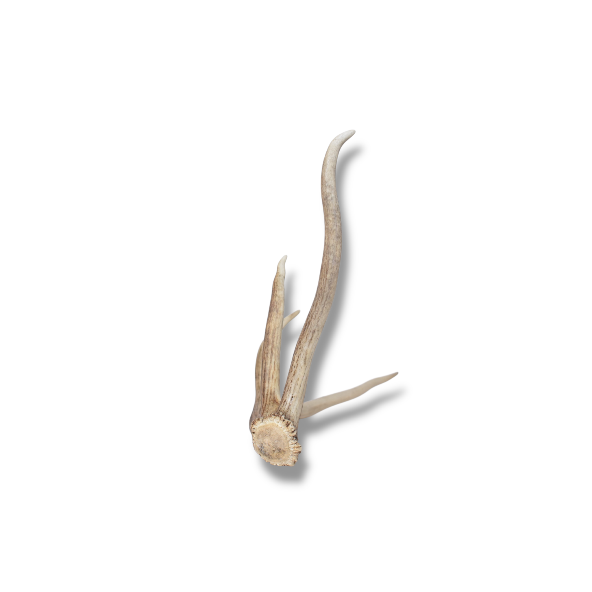 Elk Antler | Small Size | 131