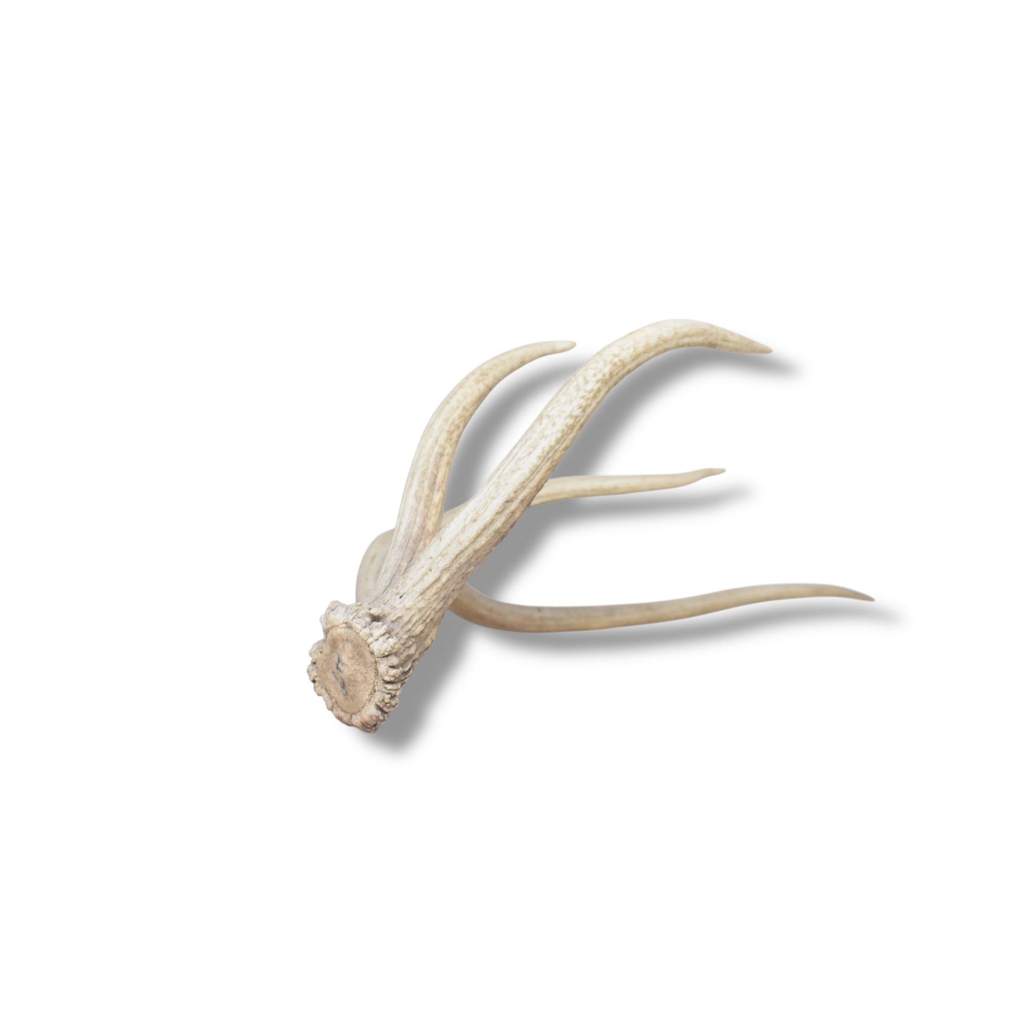 Elk Antler | Small Size | 129