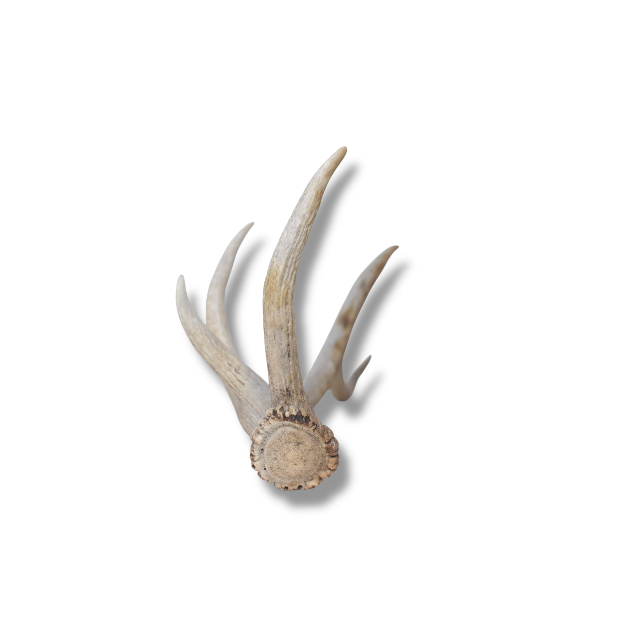 Elk Antler | Small Size | 152