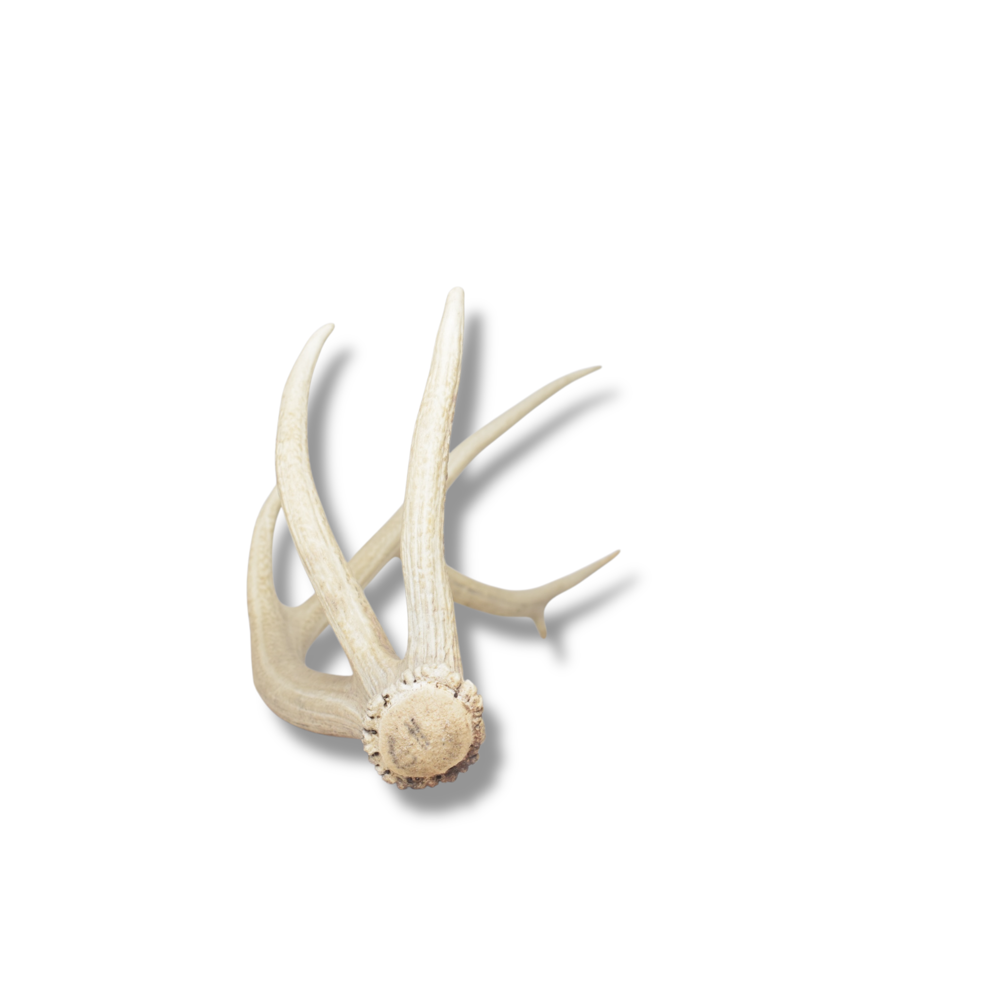 Elk Antler | Medium Size | 128