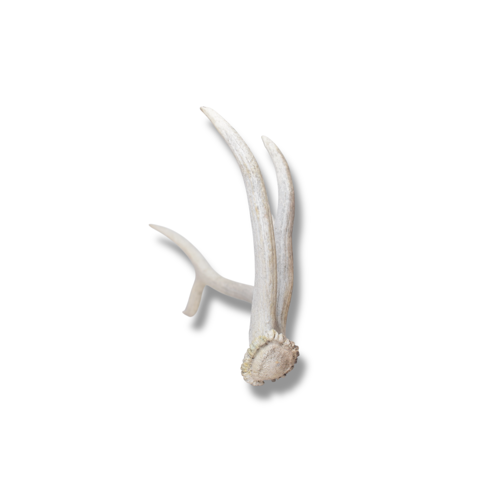 Elk Antler | Small Size | 132