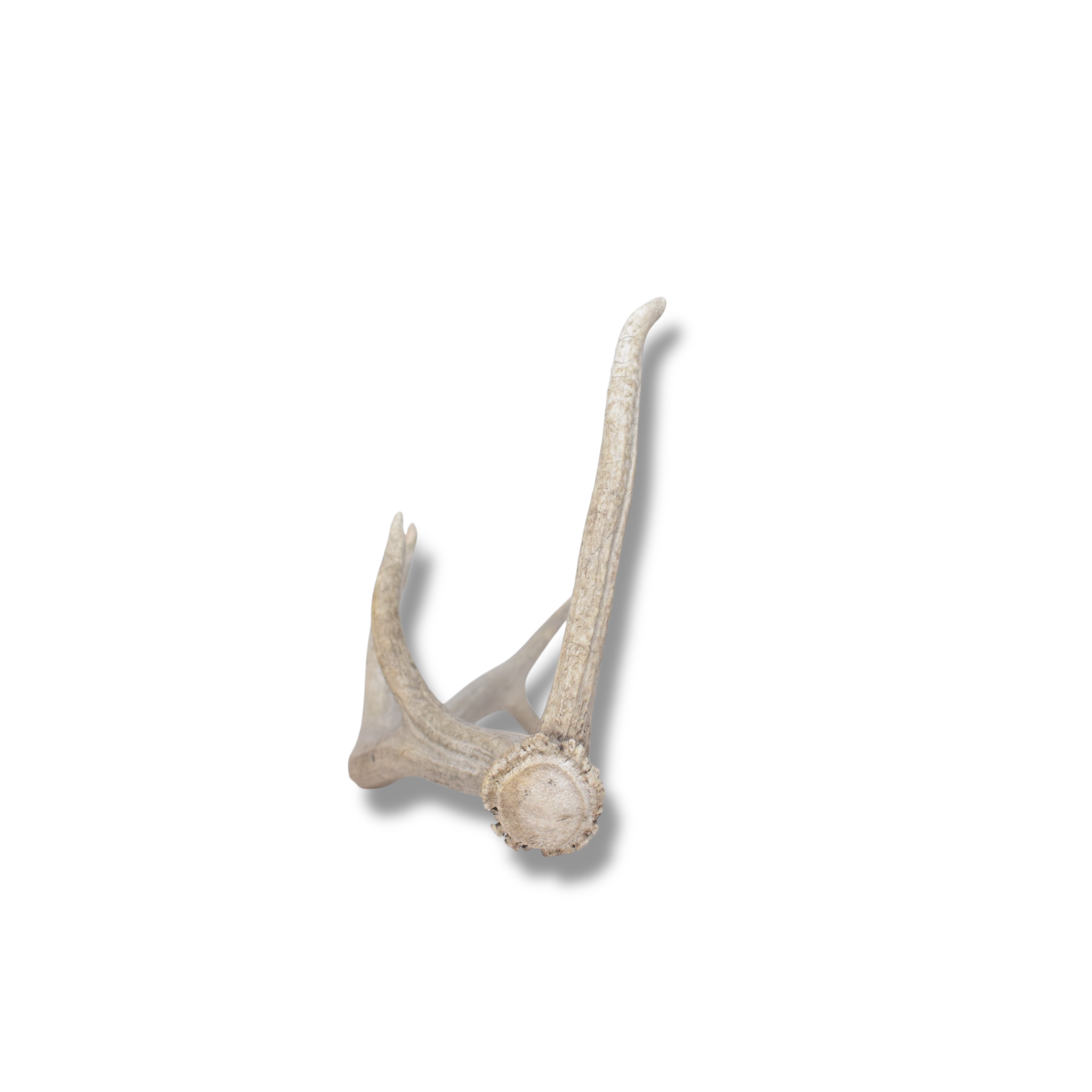 Elk Antler | Small Size | 133