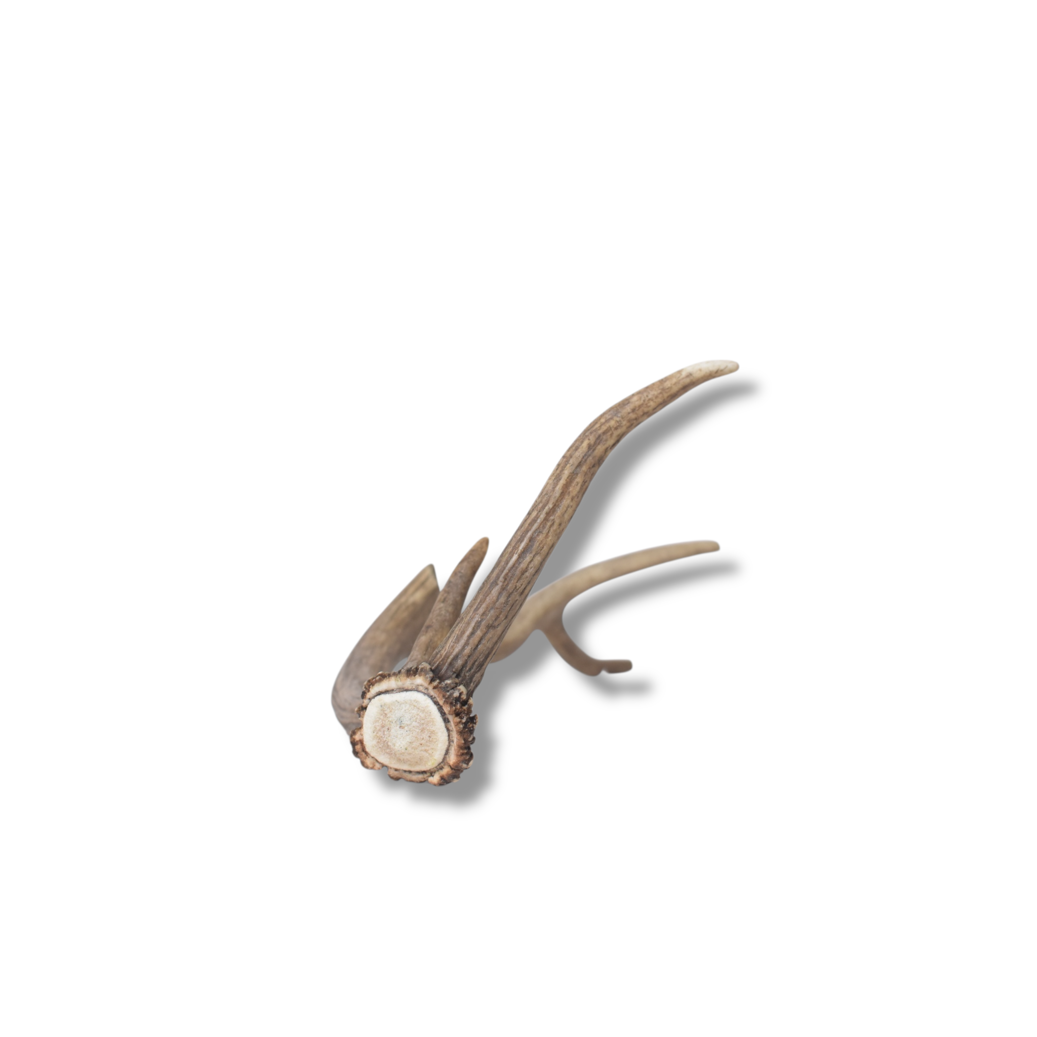 Elk Antler | Small Size | 150