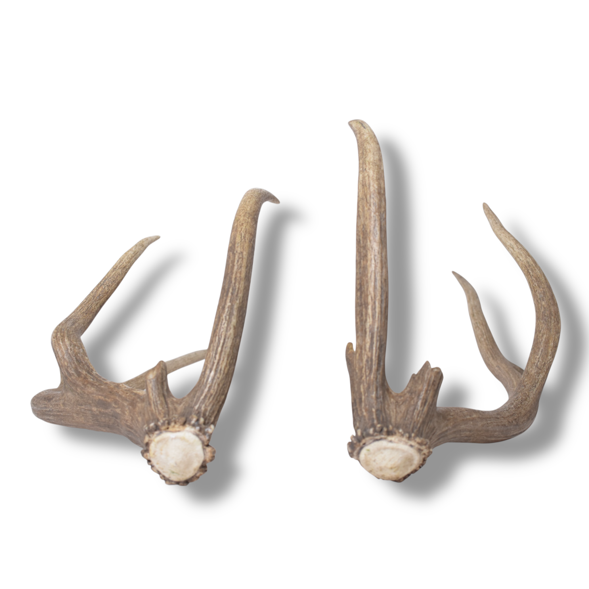 Elk Antler Set | Small | 151