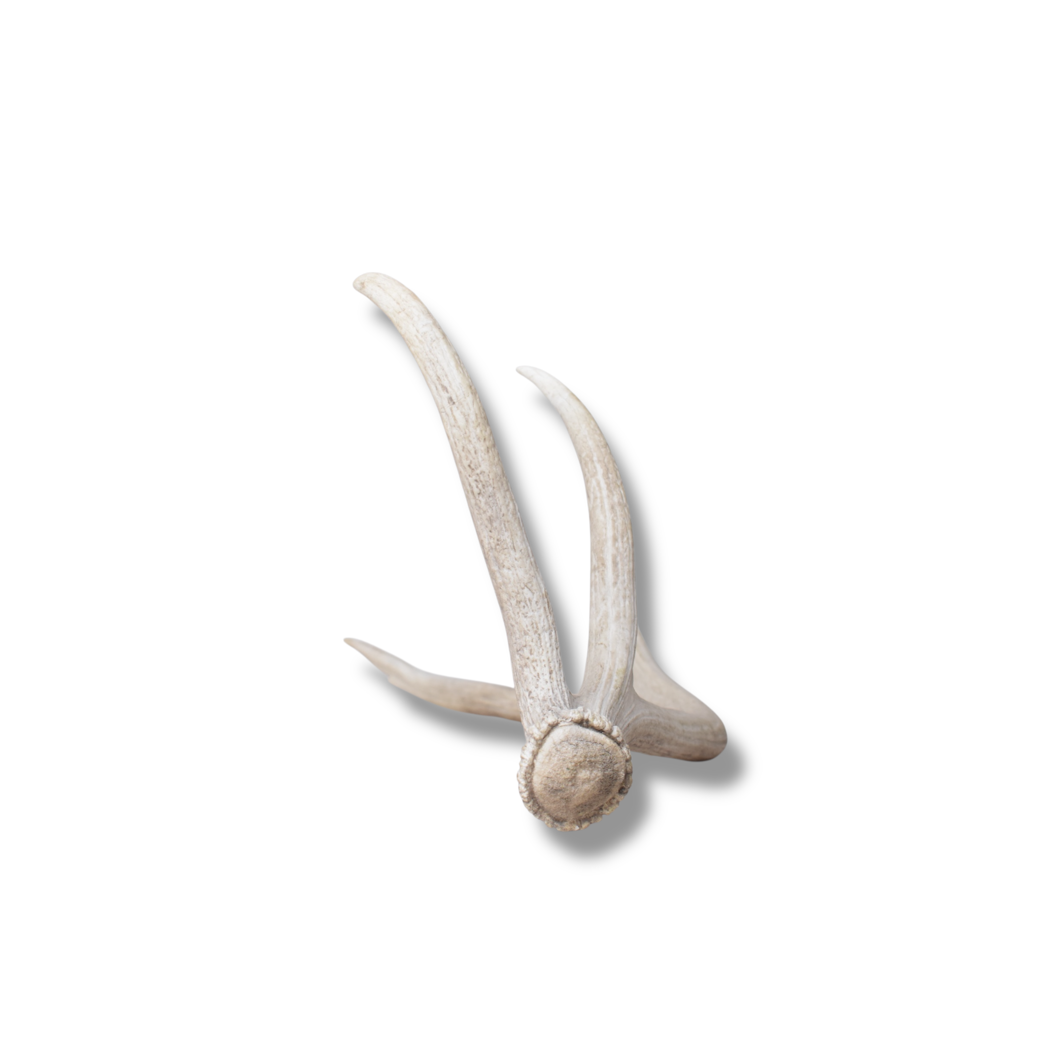 Elk Antler | Small Size | 144