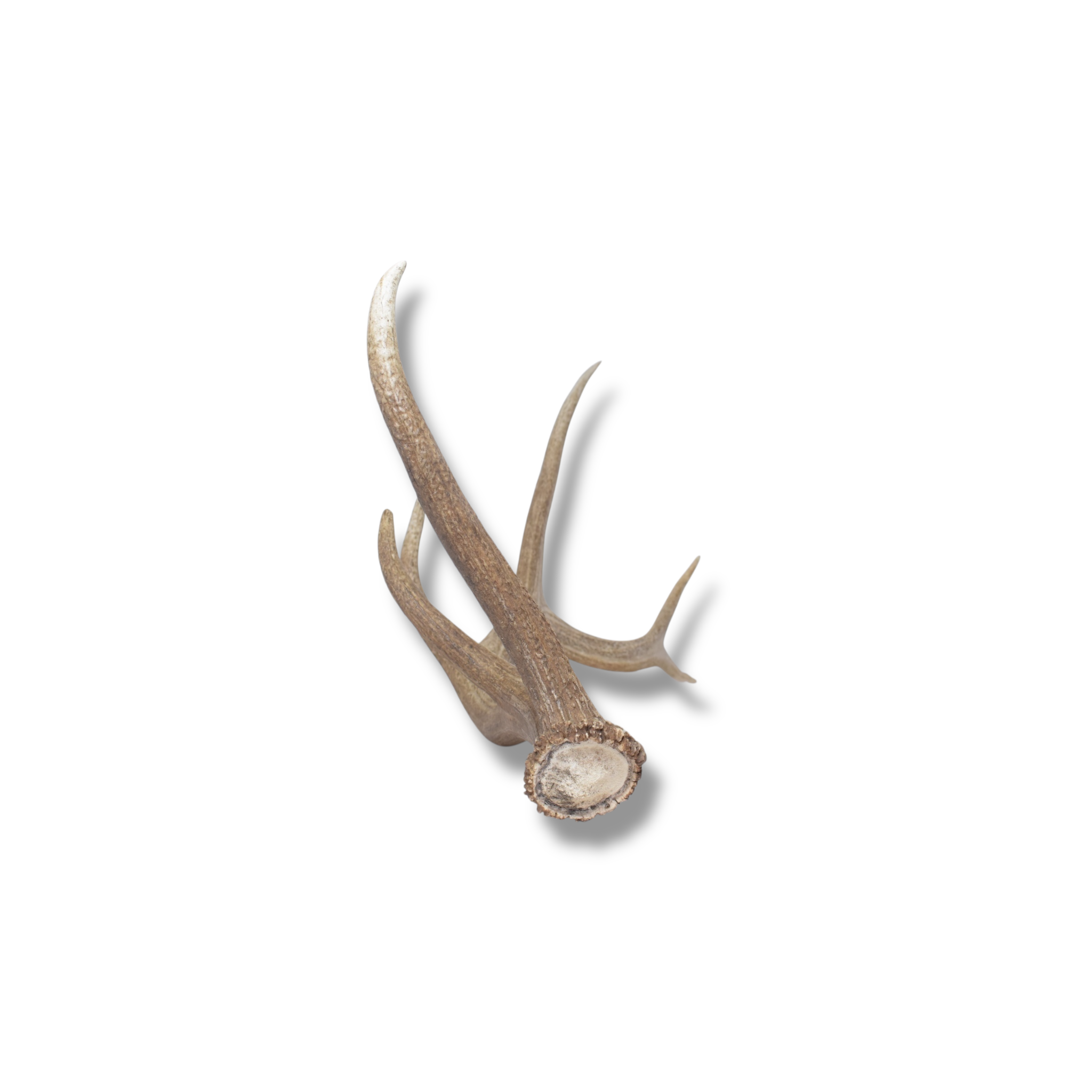 Elk Antler | Large Size | 161