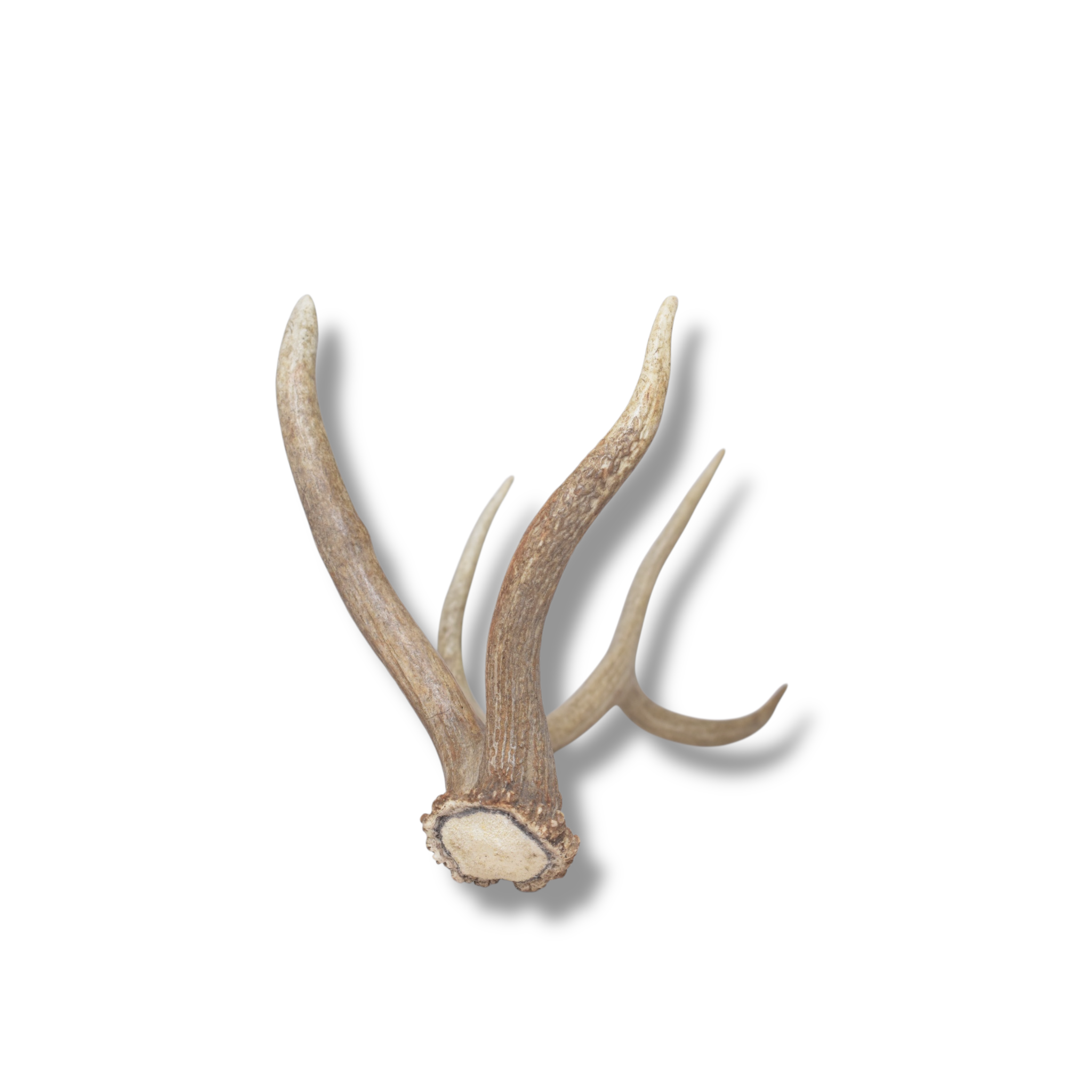 Elk Antler | Medium Size | 156