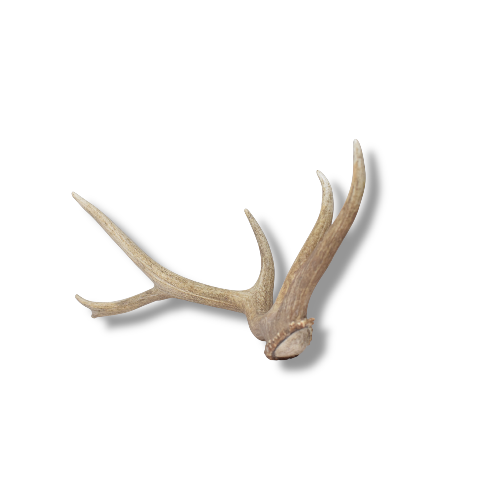 Elk Antler | Small Size | 158