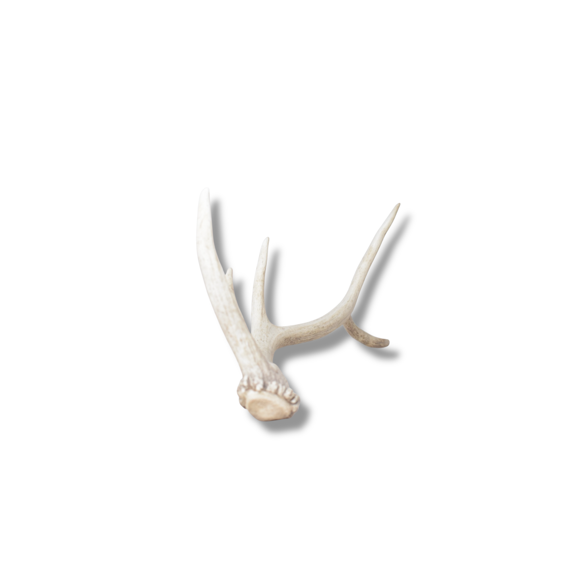 Elk Antler | Small Size | 157