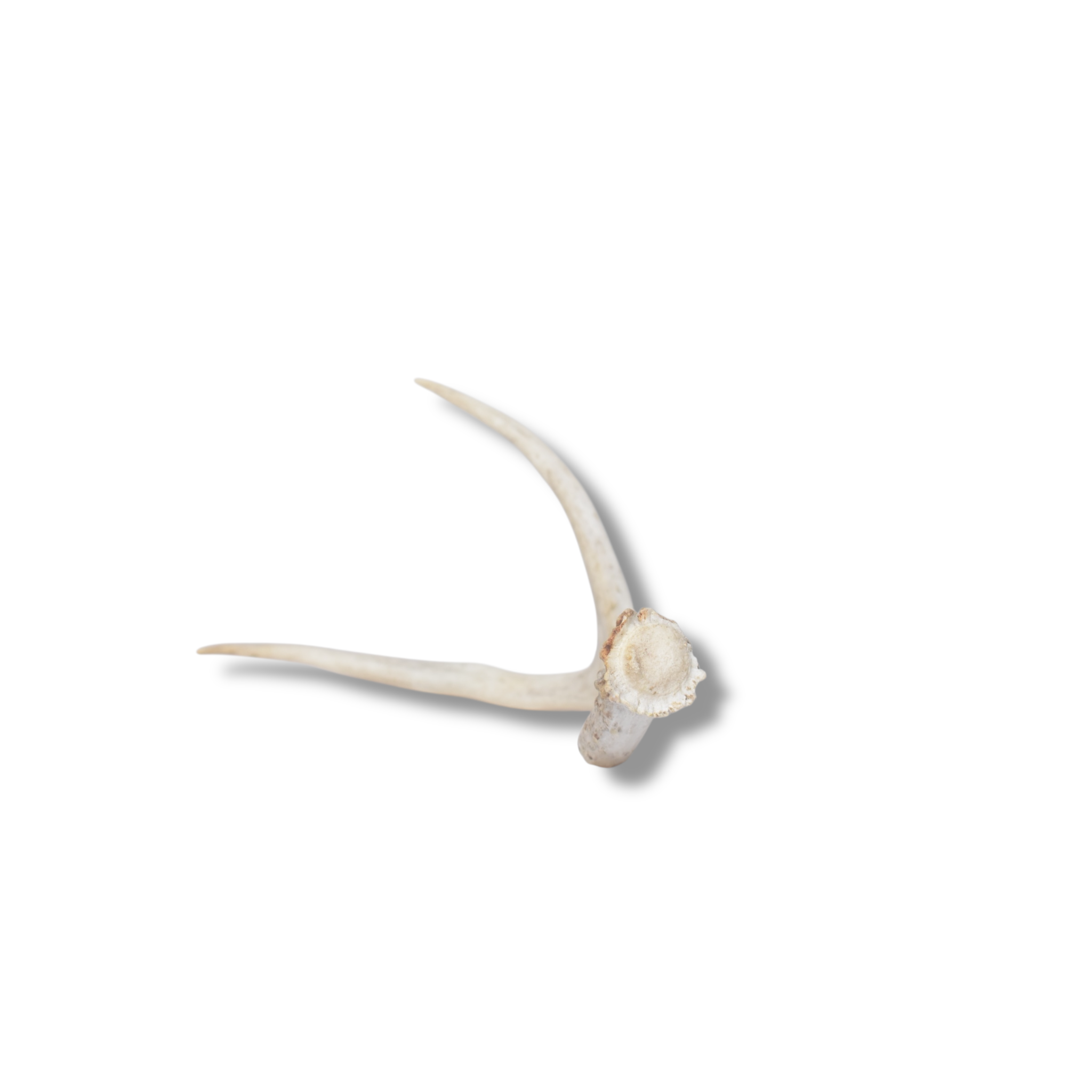 Mule Deer Antler | Small Size | 65