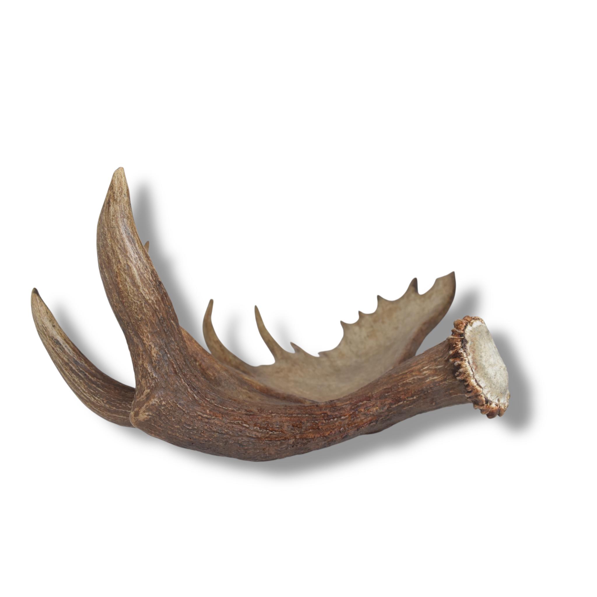 Moose Antler | Extra-Large | 14
