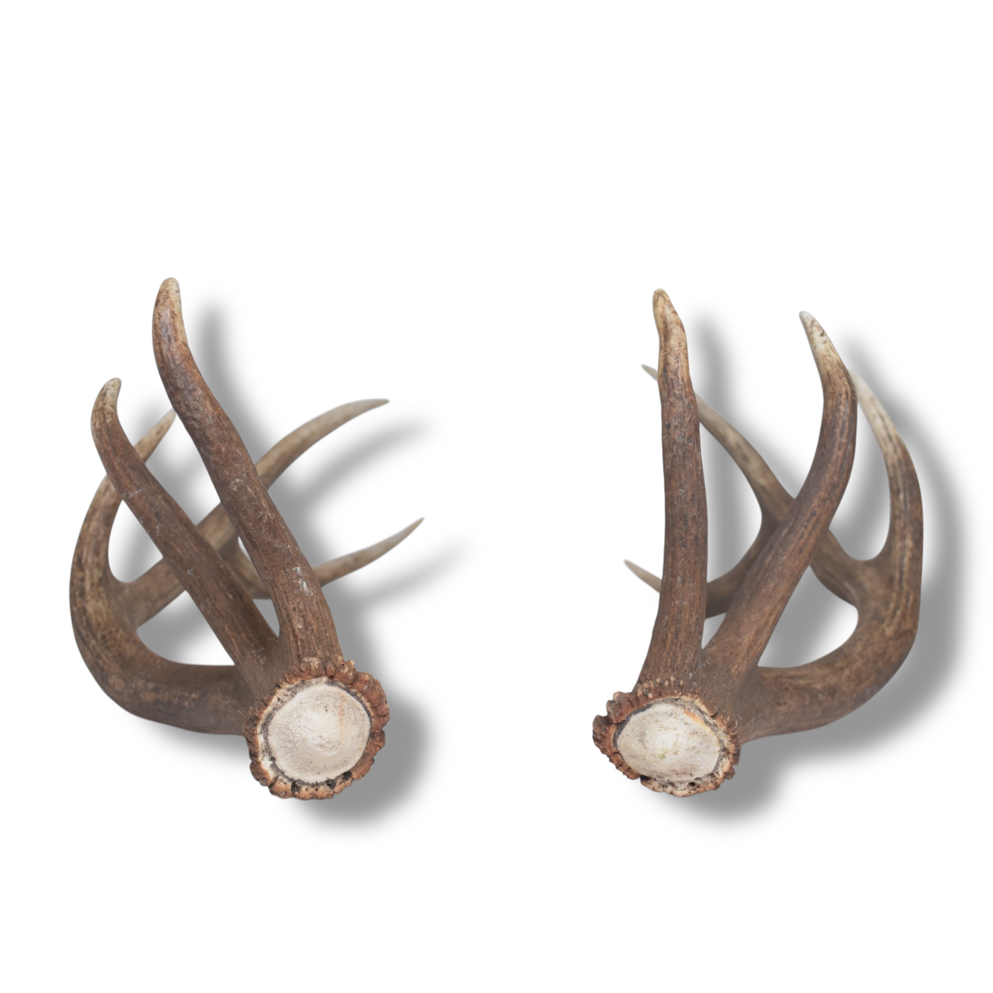 Elk Antler Set | Medium | 168