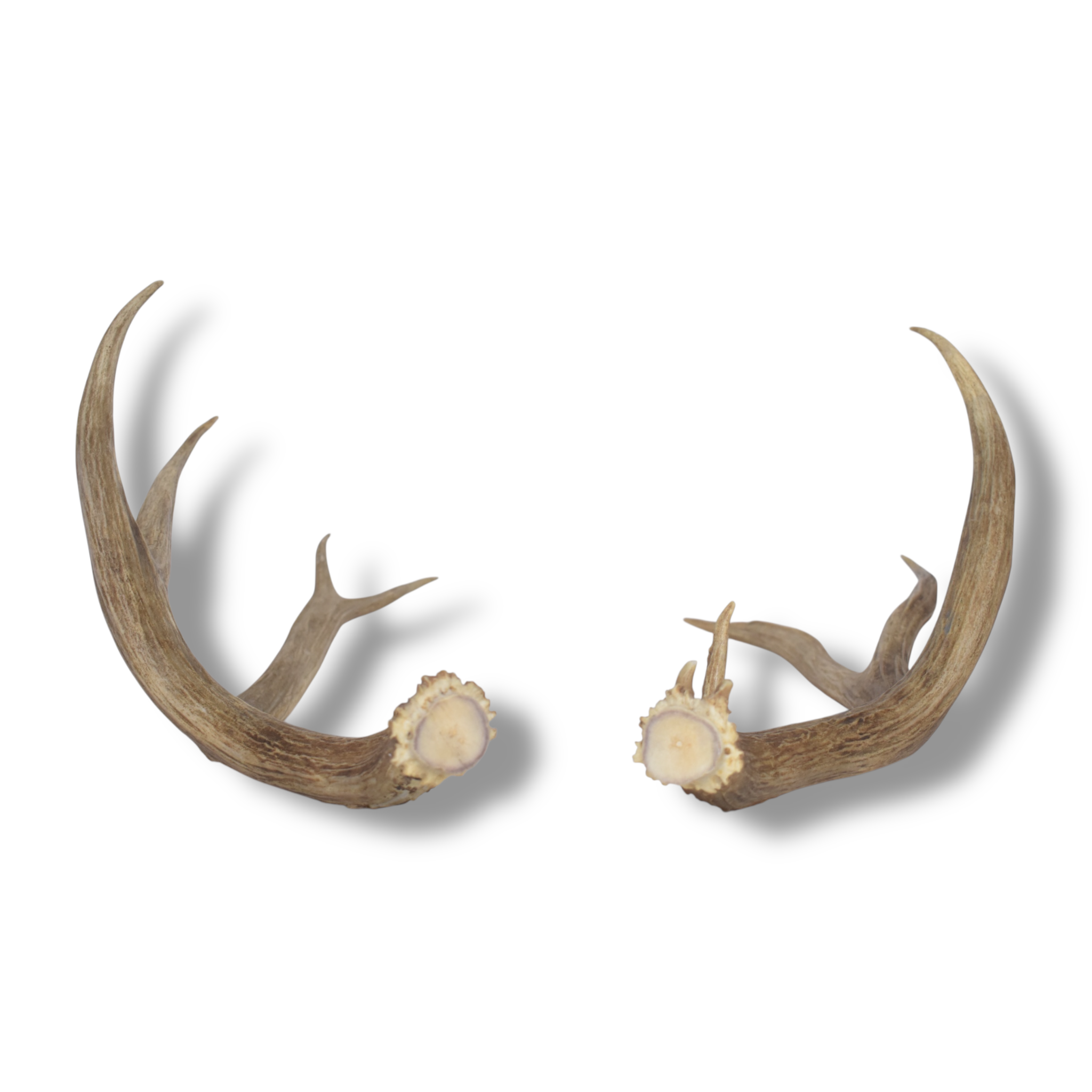Mule Deer Antler Set | Large | 66