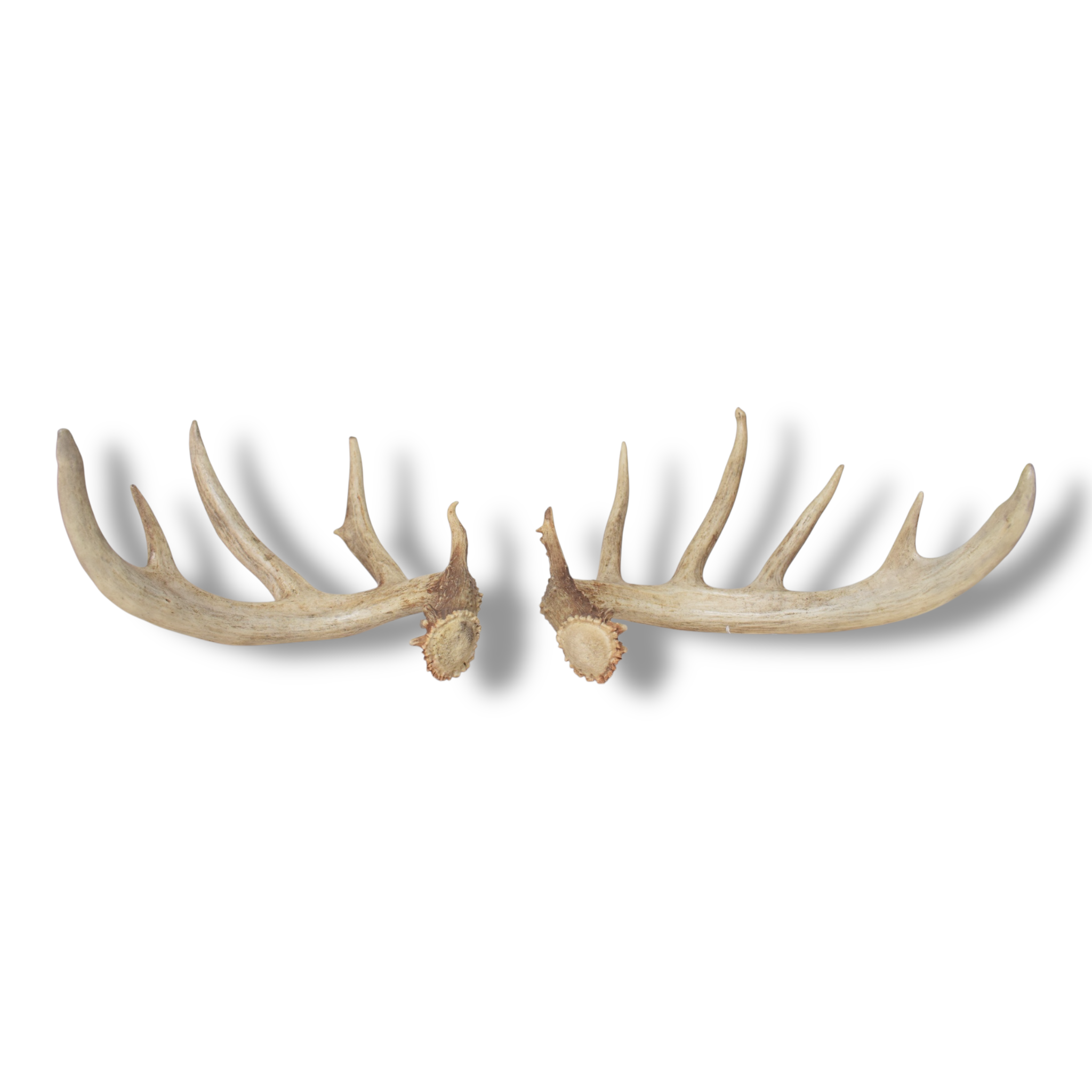 Whitetail Deer Antler Set | Large | 1