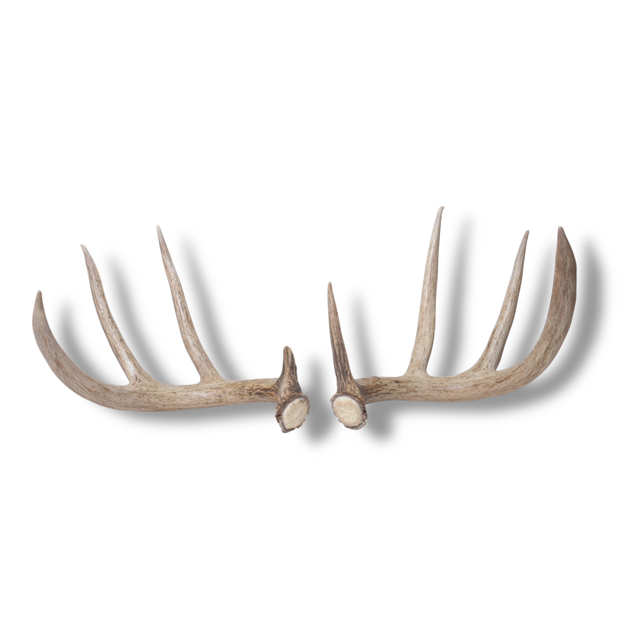Whitetail Deer Antler Set | Large | 4