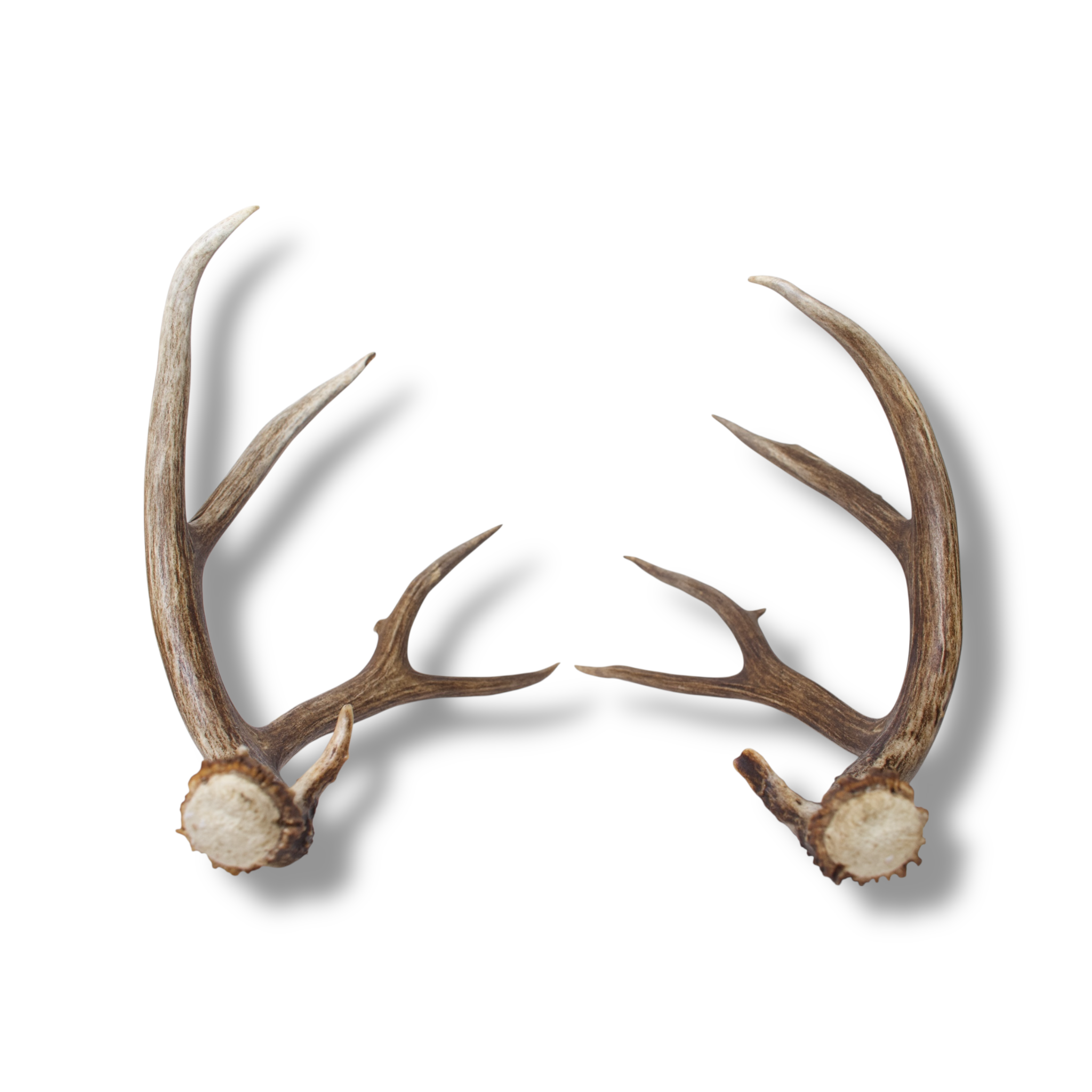 Mule Deer Antler Set | Large | 2