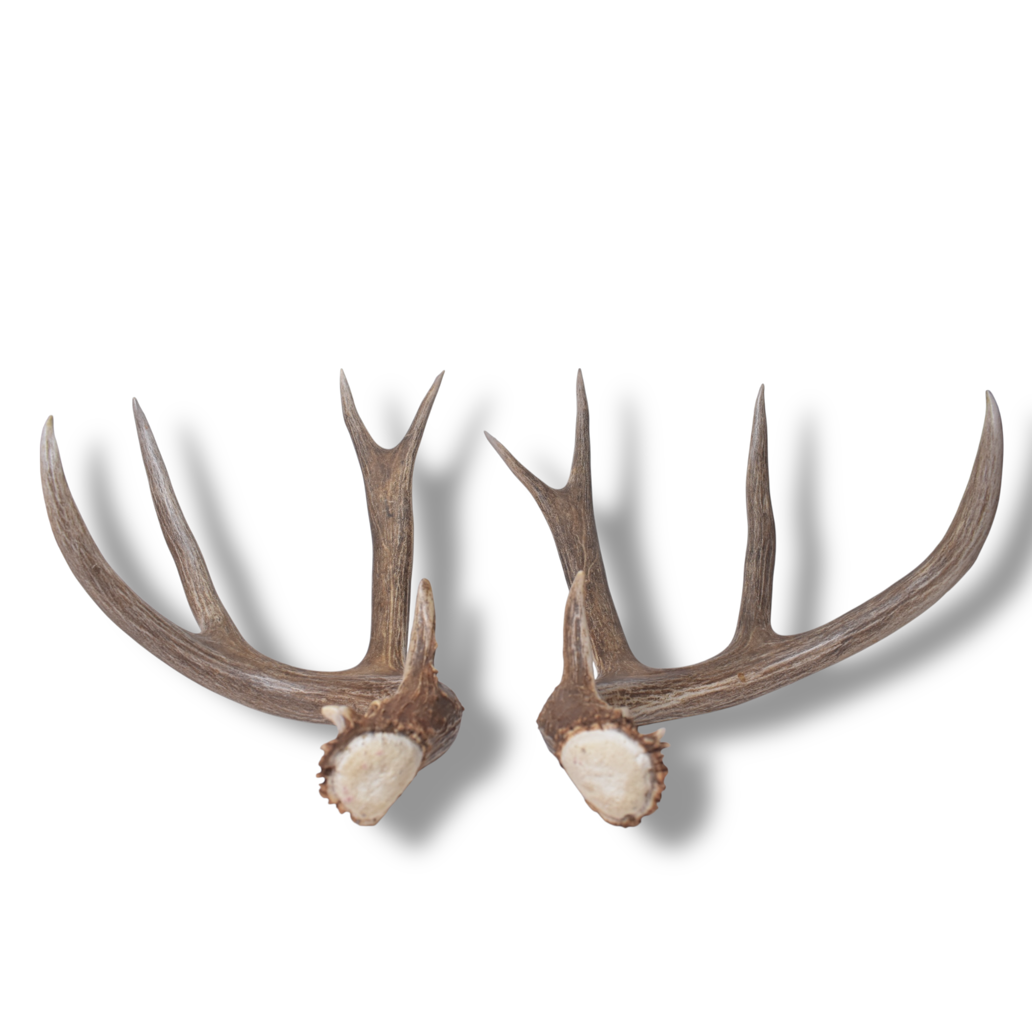 Mule Deer Antler Set | Extra-Large | 1