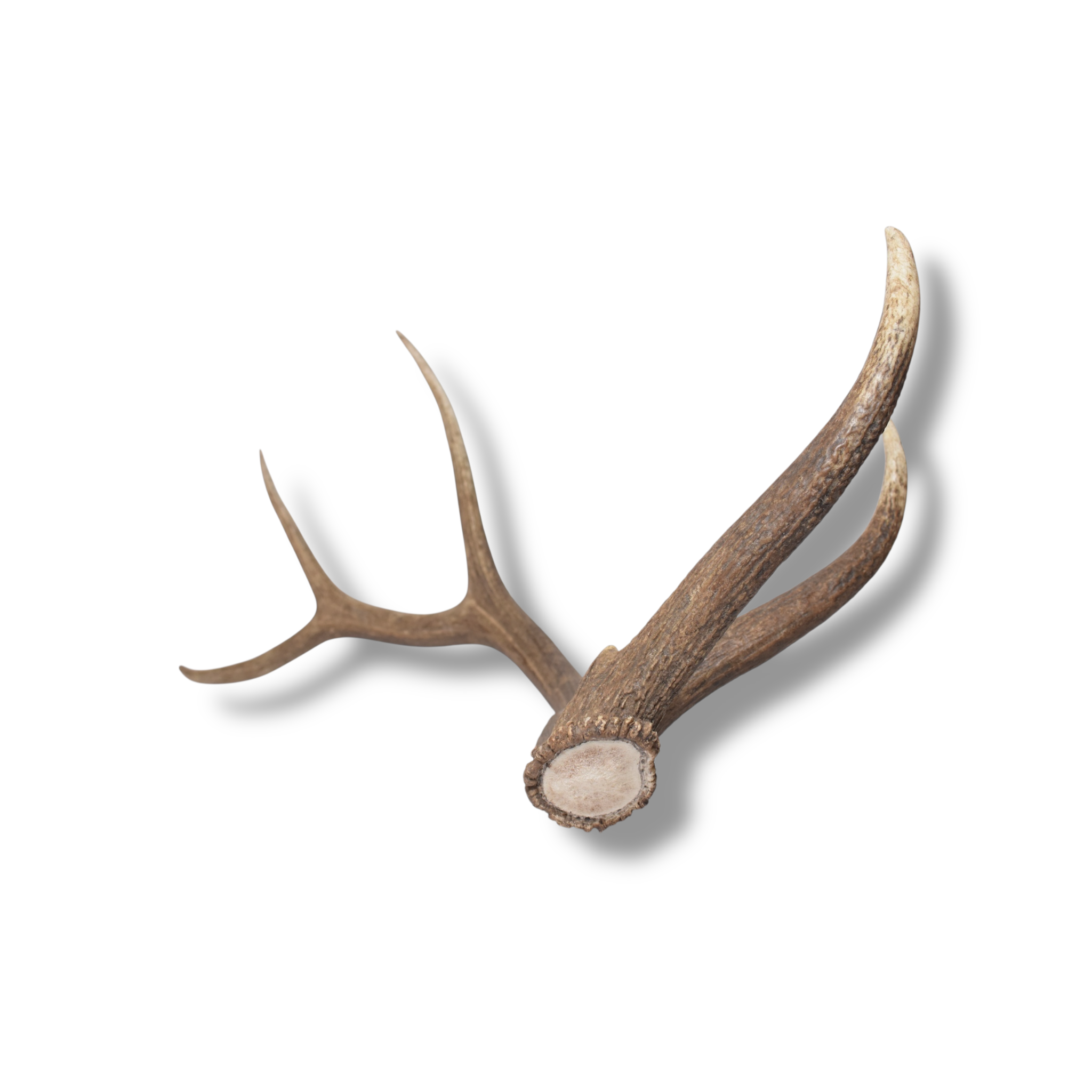 Elk Antler | Large Size | 170