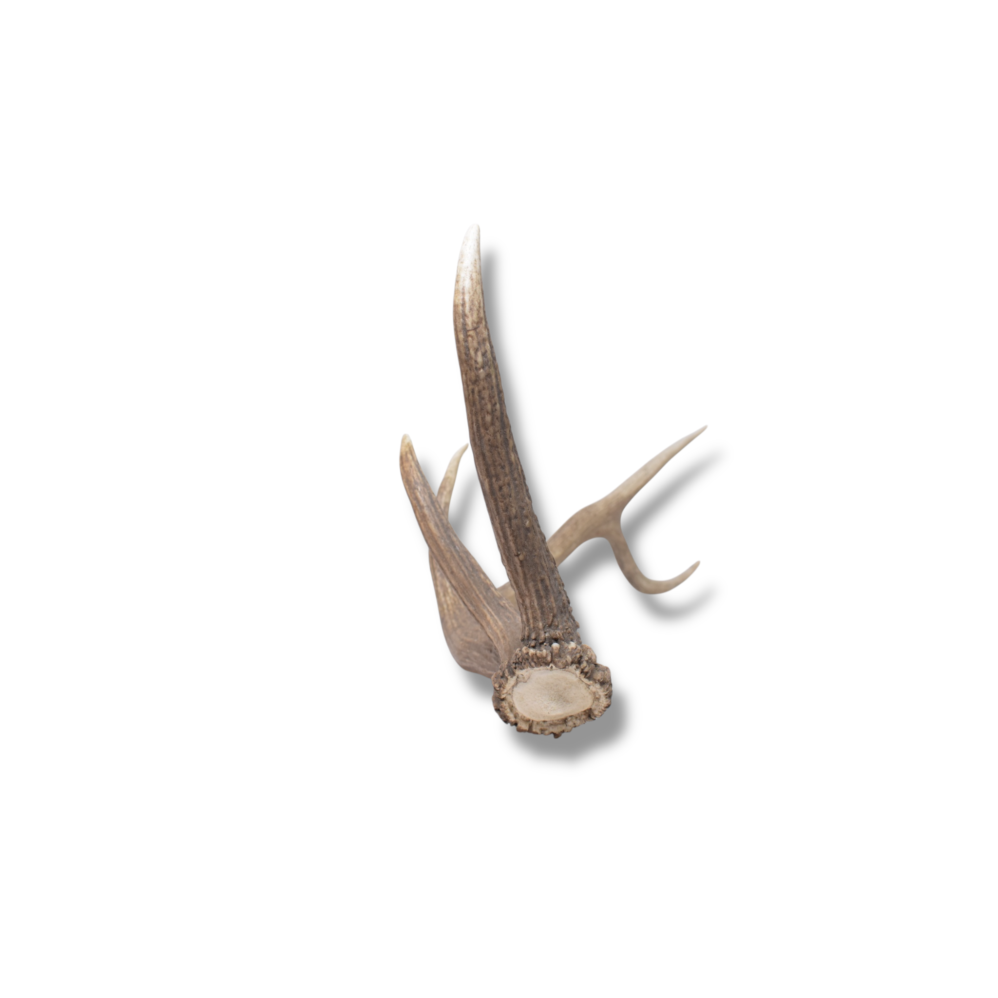 Elk Antler | Medium Size | 172