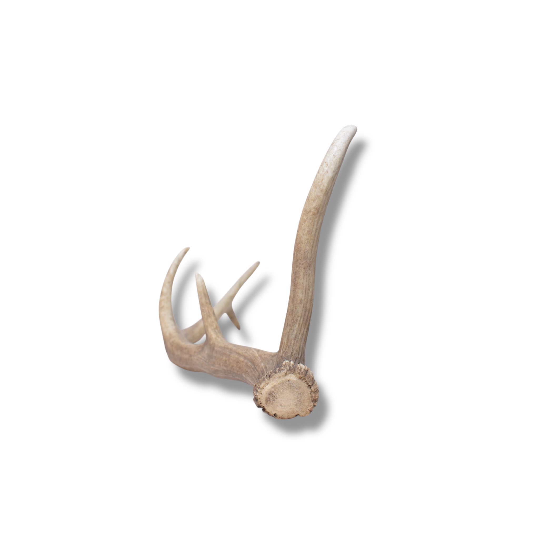 Elk Antler | Small Size | 173