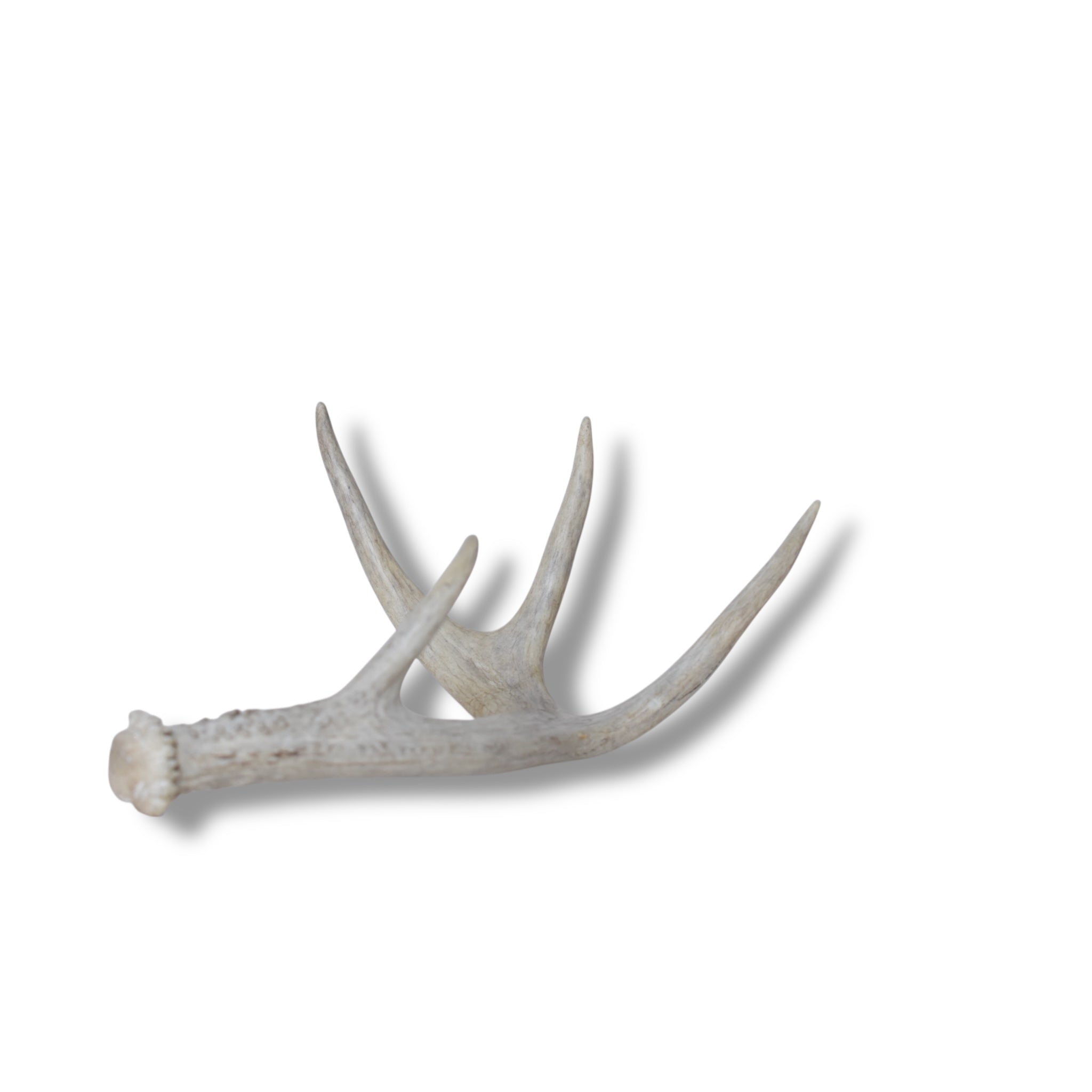 Whitetail Deer Antler | 01 | SOLD OUT