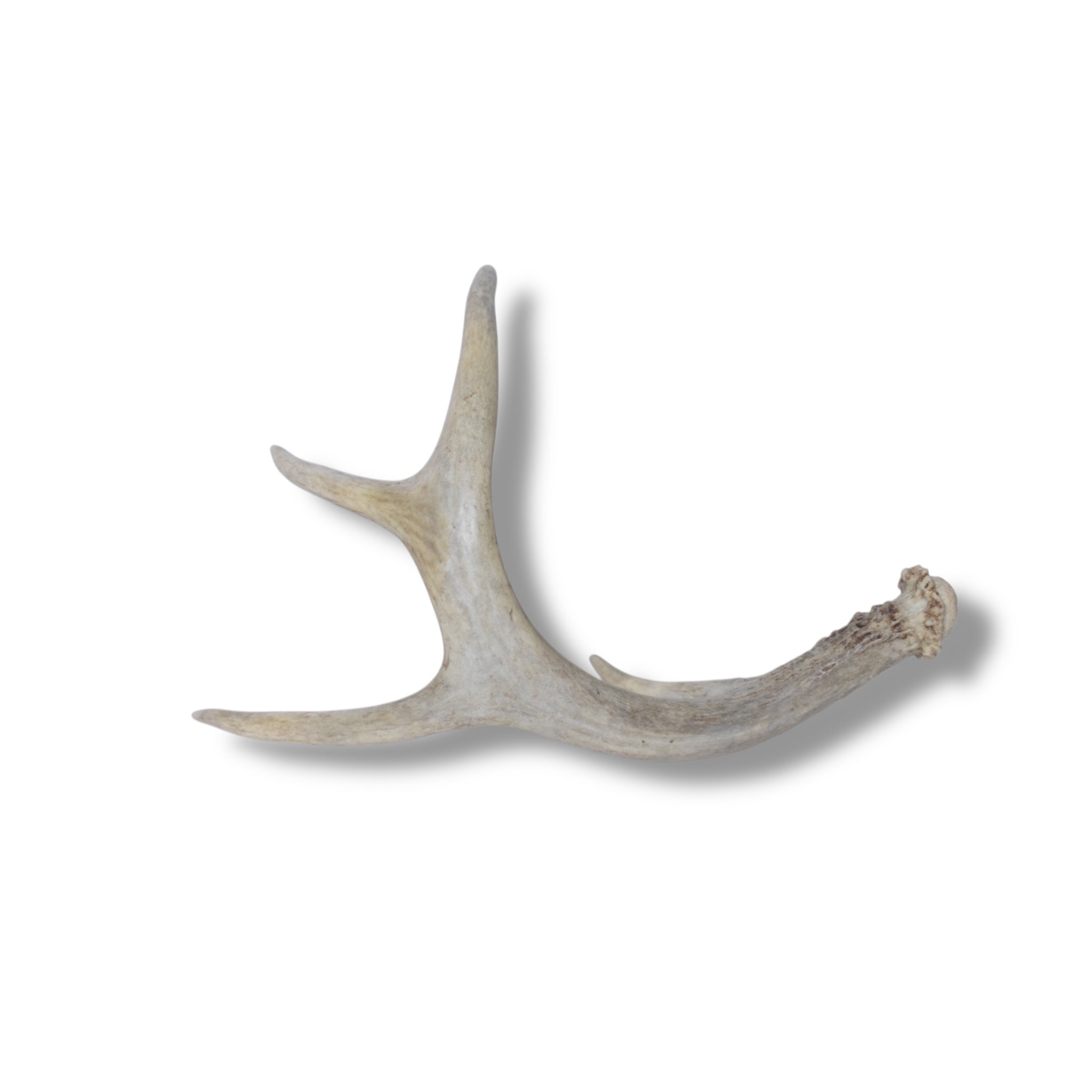Whitetail Deer Antler | 01 | SOLD OUT