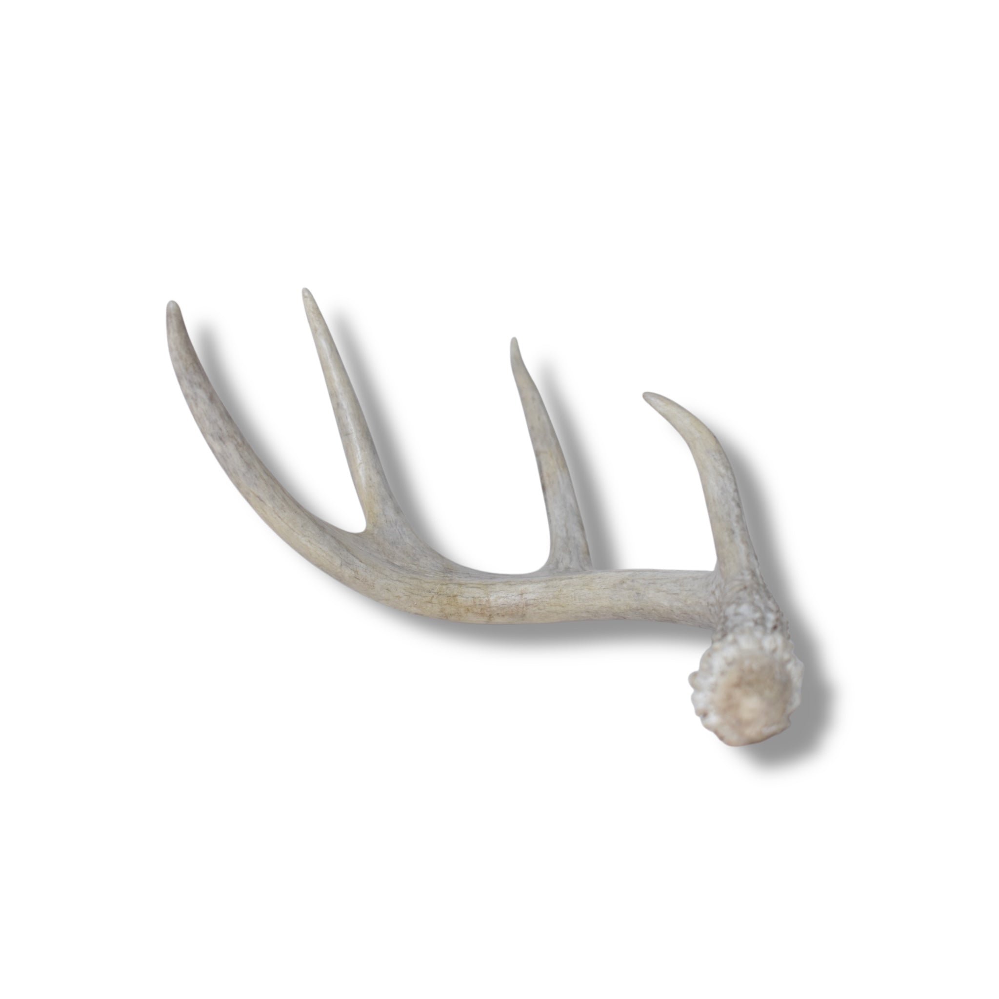 Whitetail Deer Antler | 01 | SOLD OUT