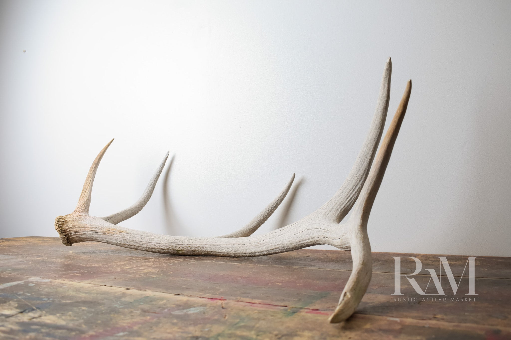 Elk Antler | DF 75