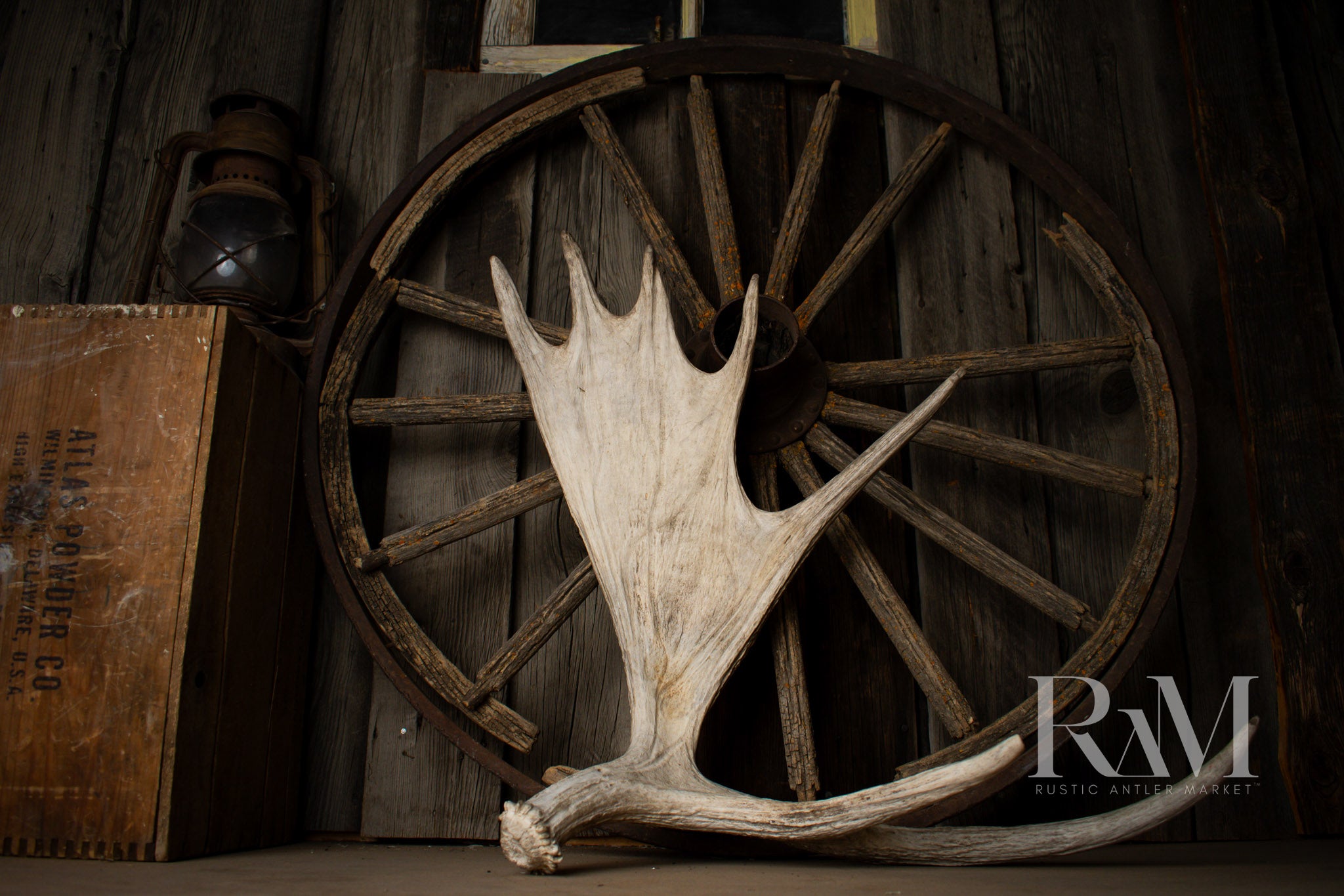 Moose Antler | DF 08