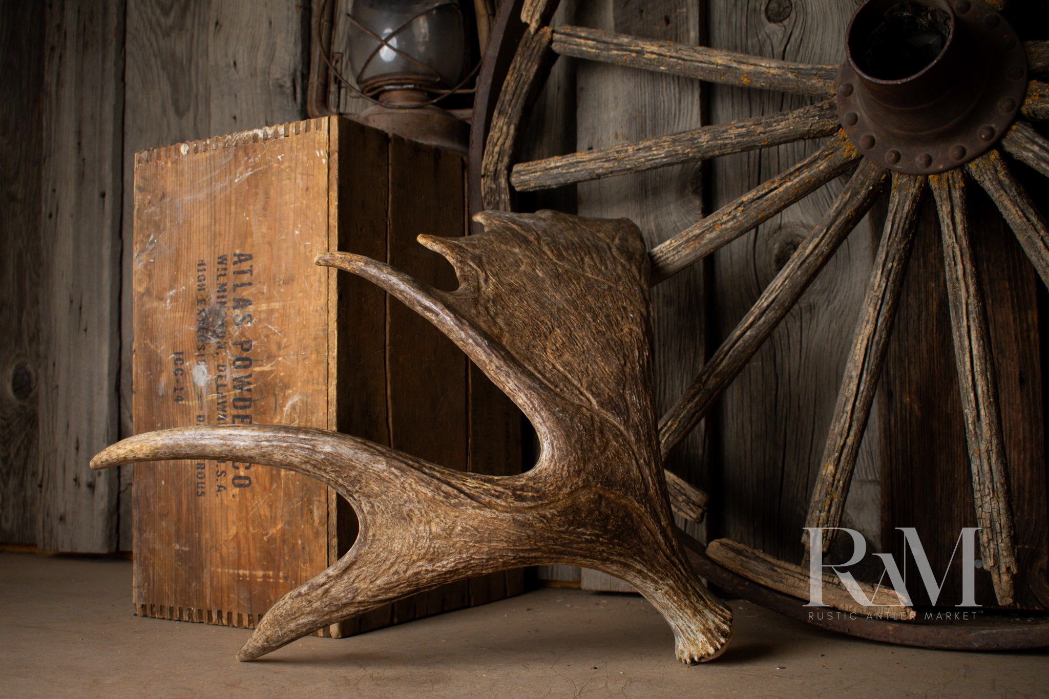 Moose Antler DF | 09