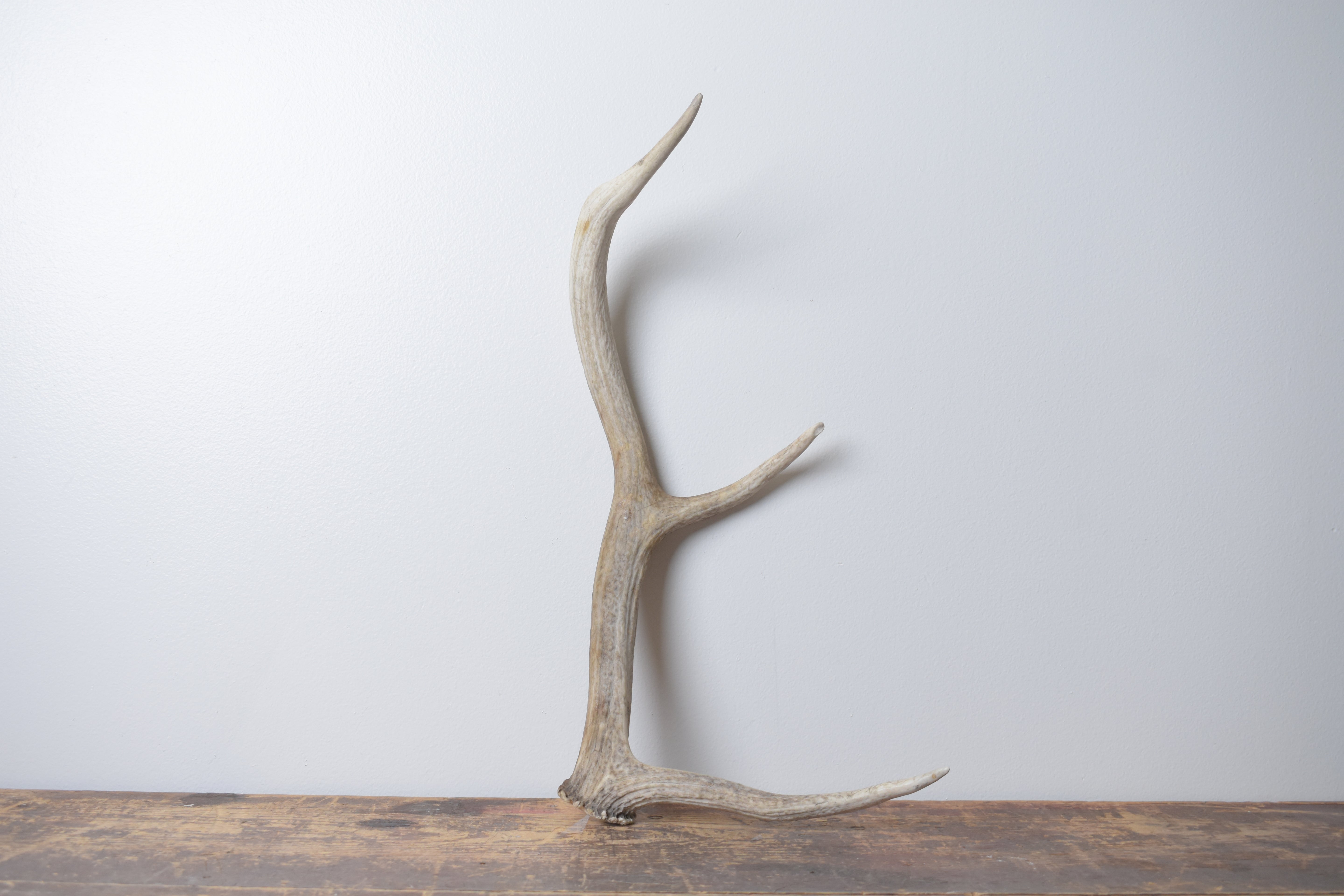 Elk Antler | Small Size | 126